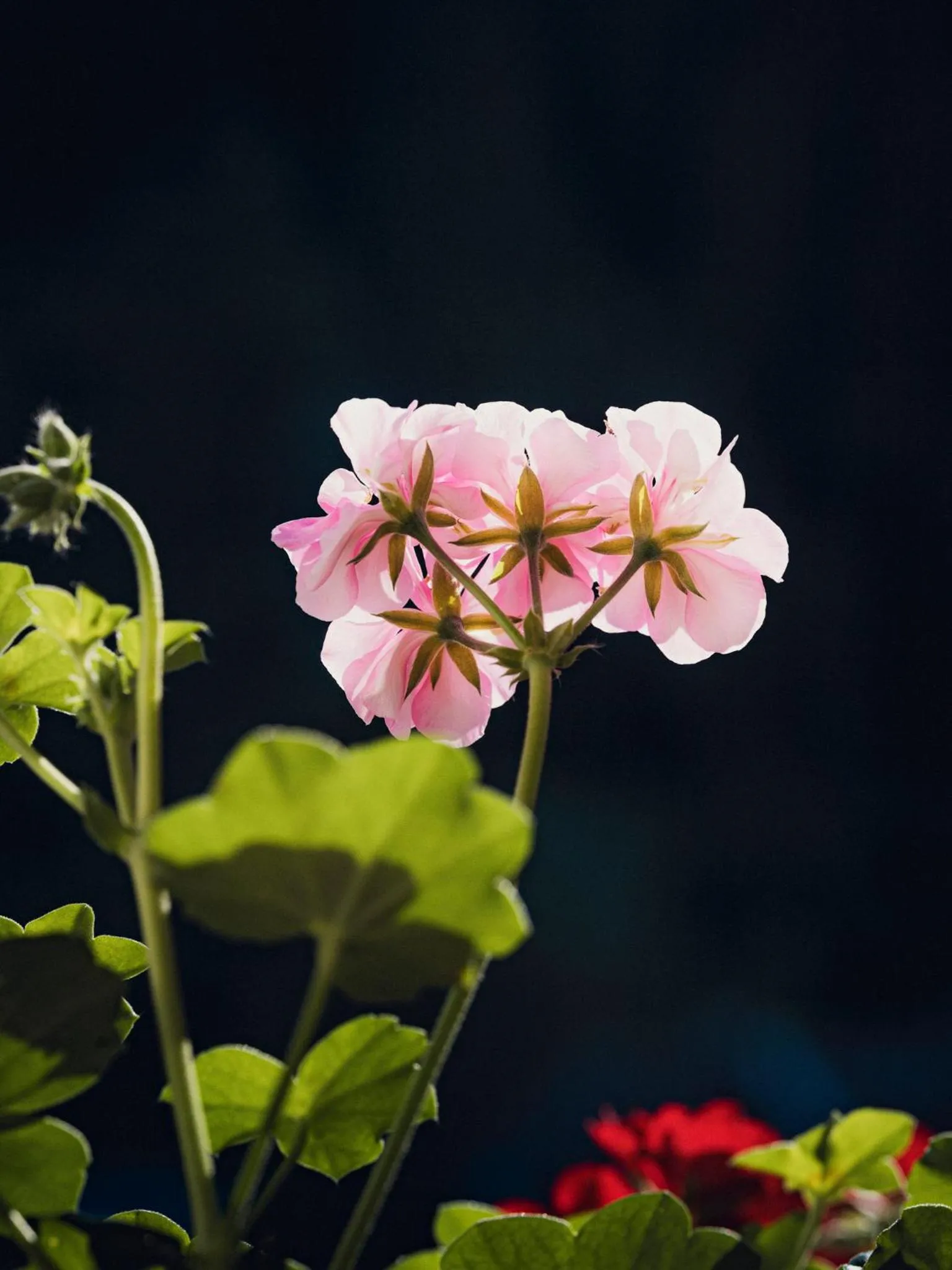 Spring in Apparthotel "Landhaus Veronika"