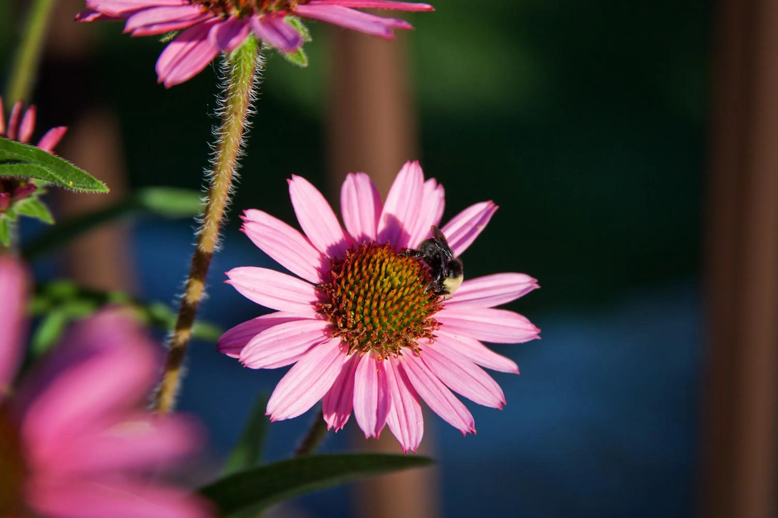 Garden in Strawhouse Resorts