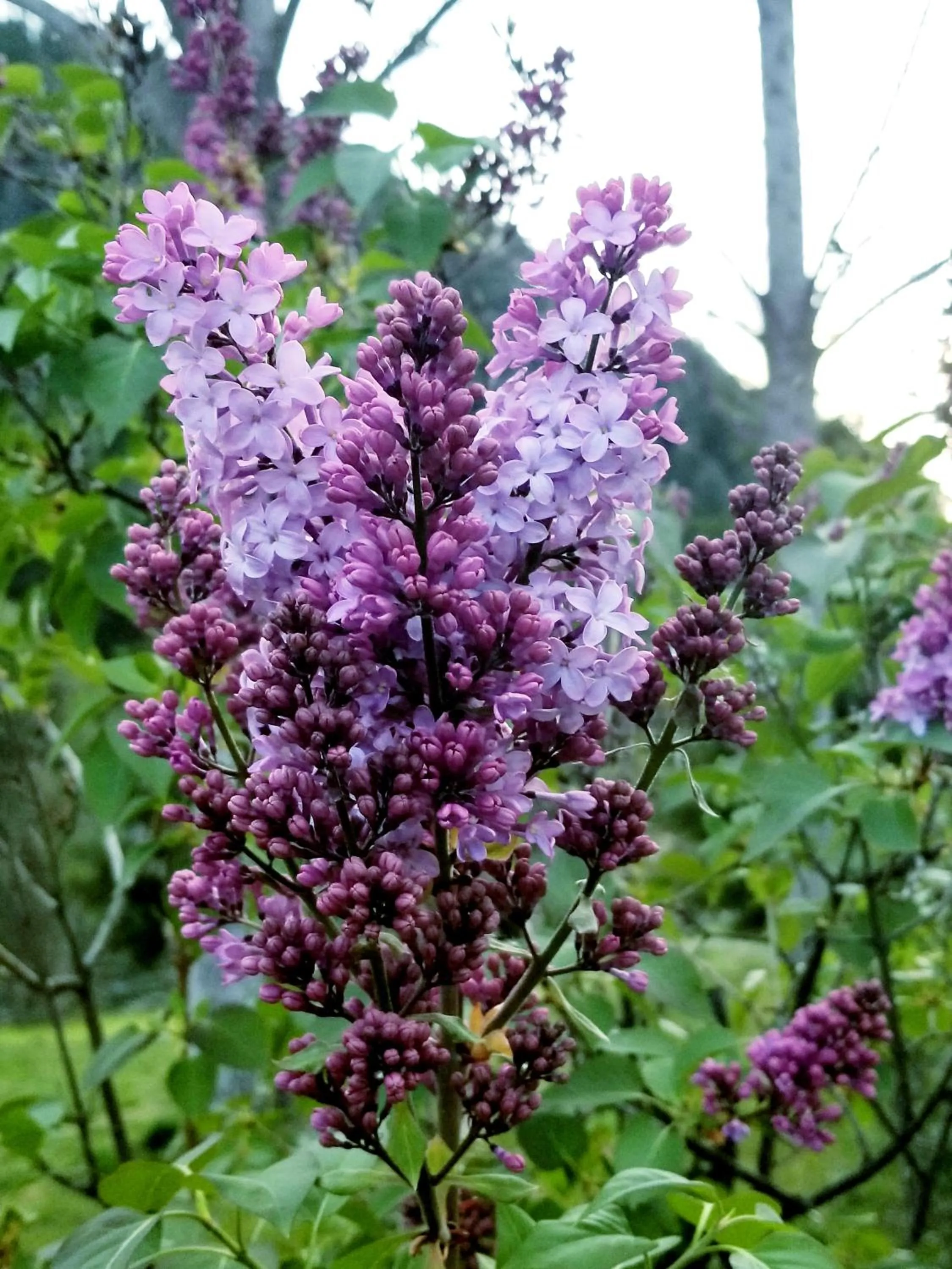 Garden in Strawhouse Resorts