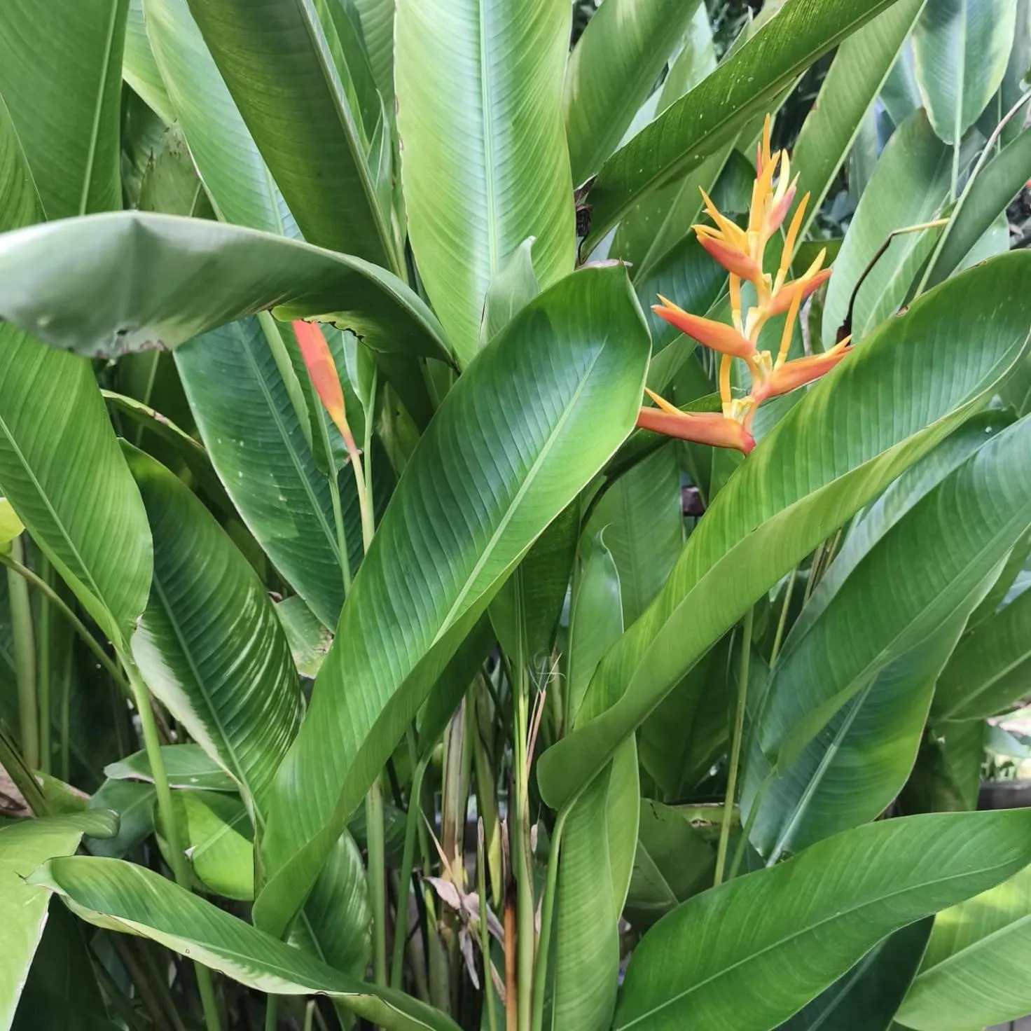 Garden in Warna Beach Hotel