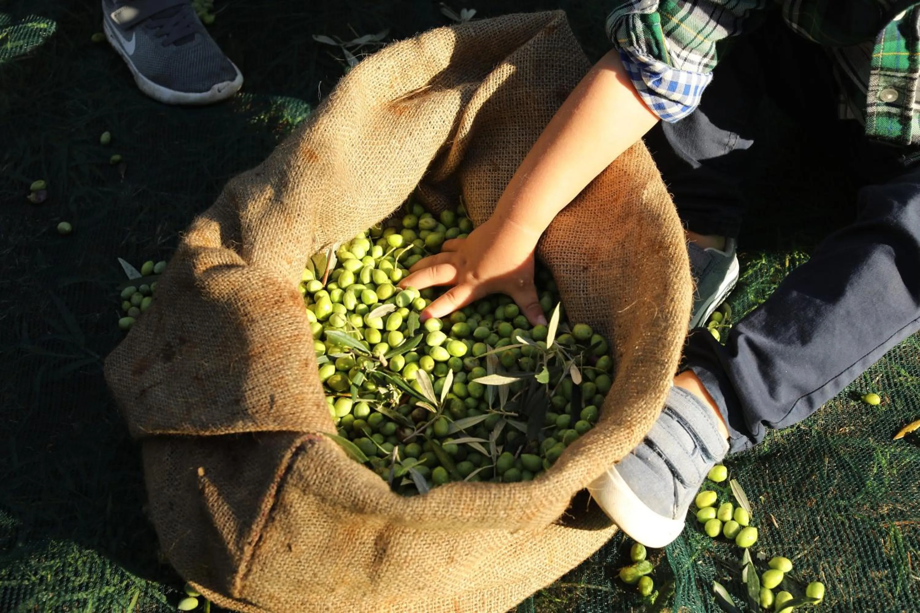Other in The Westin Resort, Costa Navarino