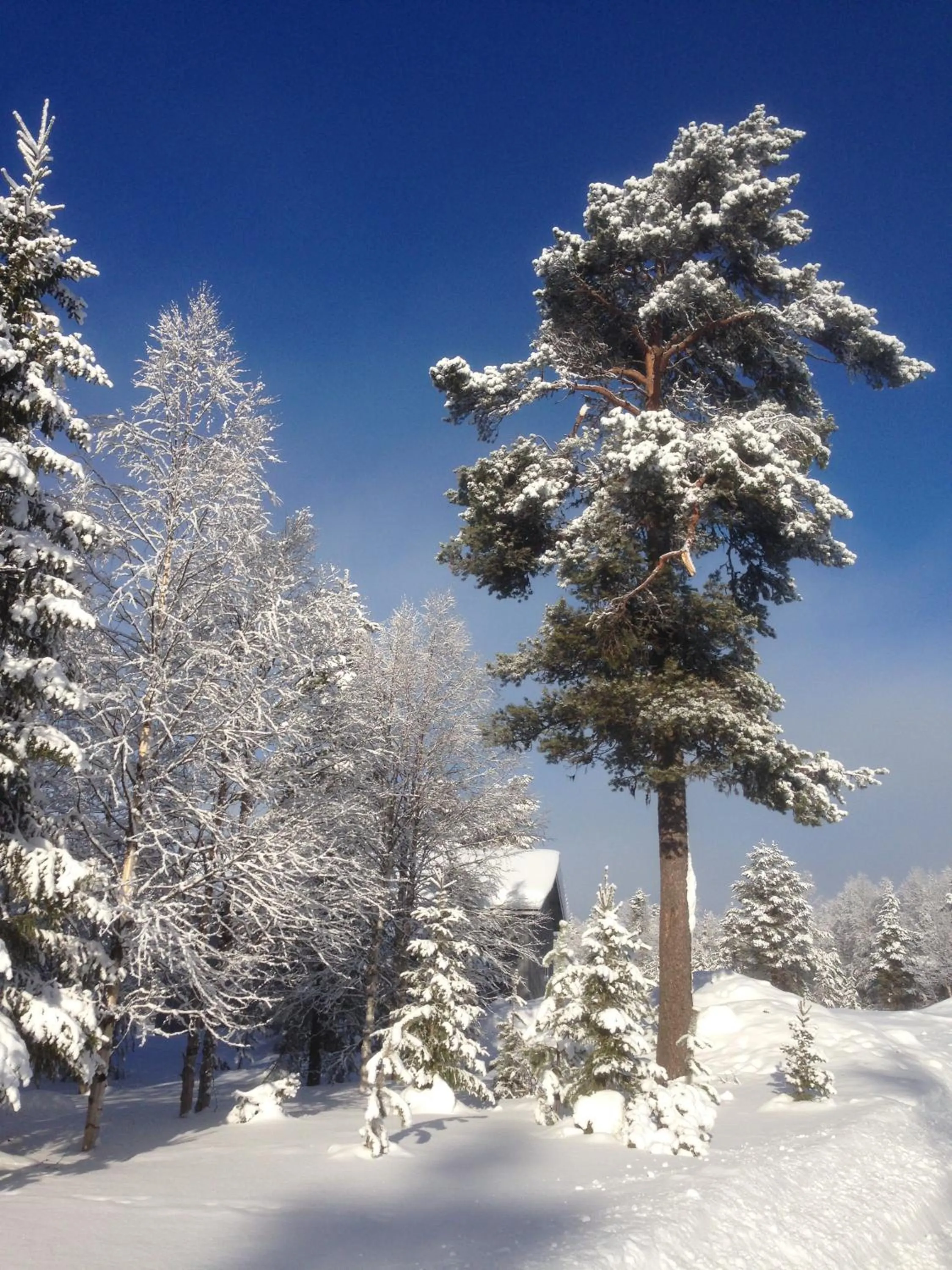 Natural landscape in Vuotson Maja B&B