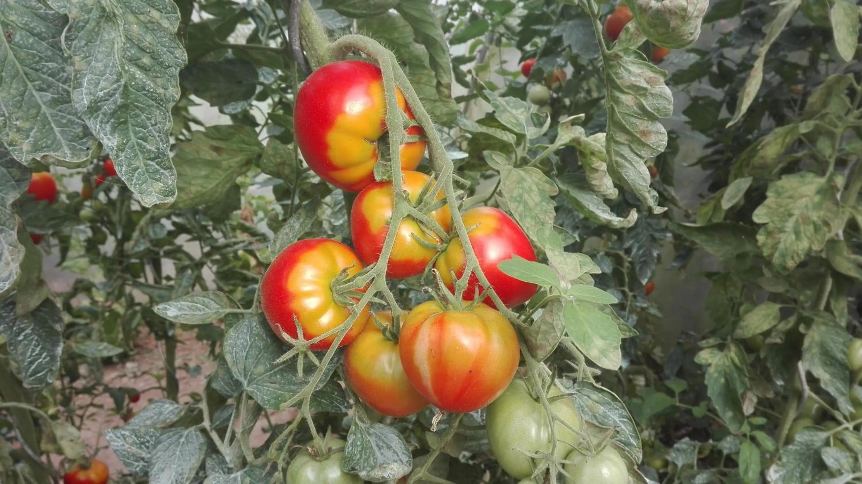Garden in Le lit de la Saâne
