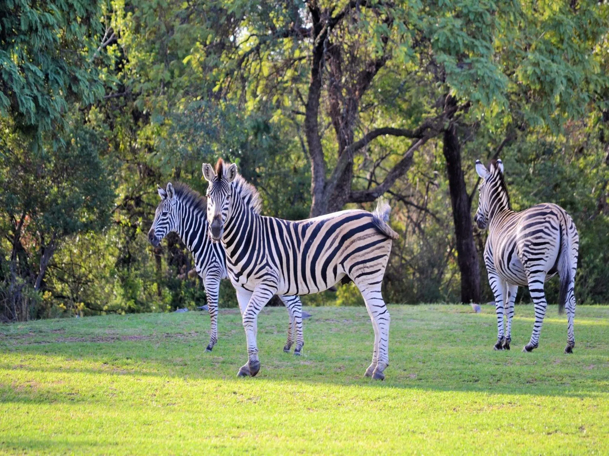 Animals in Elements Private Golf Reserve