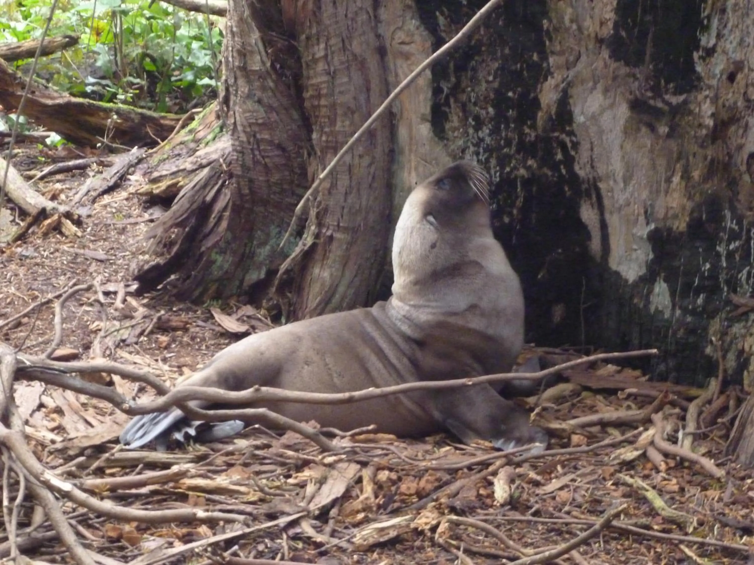 Surat Bay Lodge, Motel and Backpackers