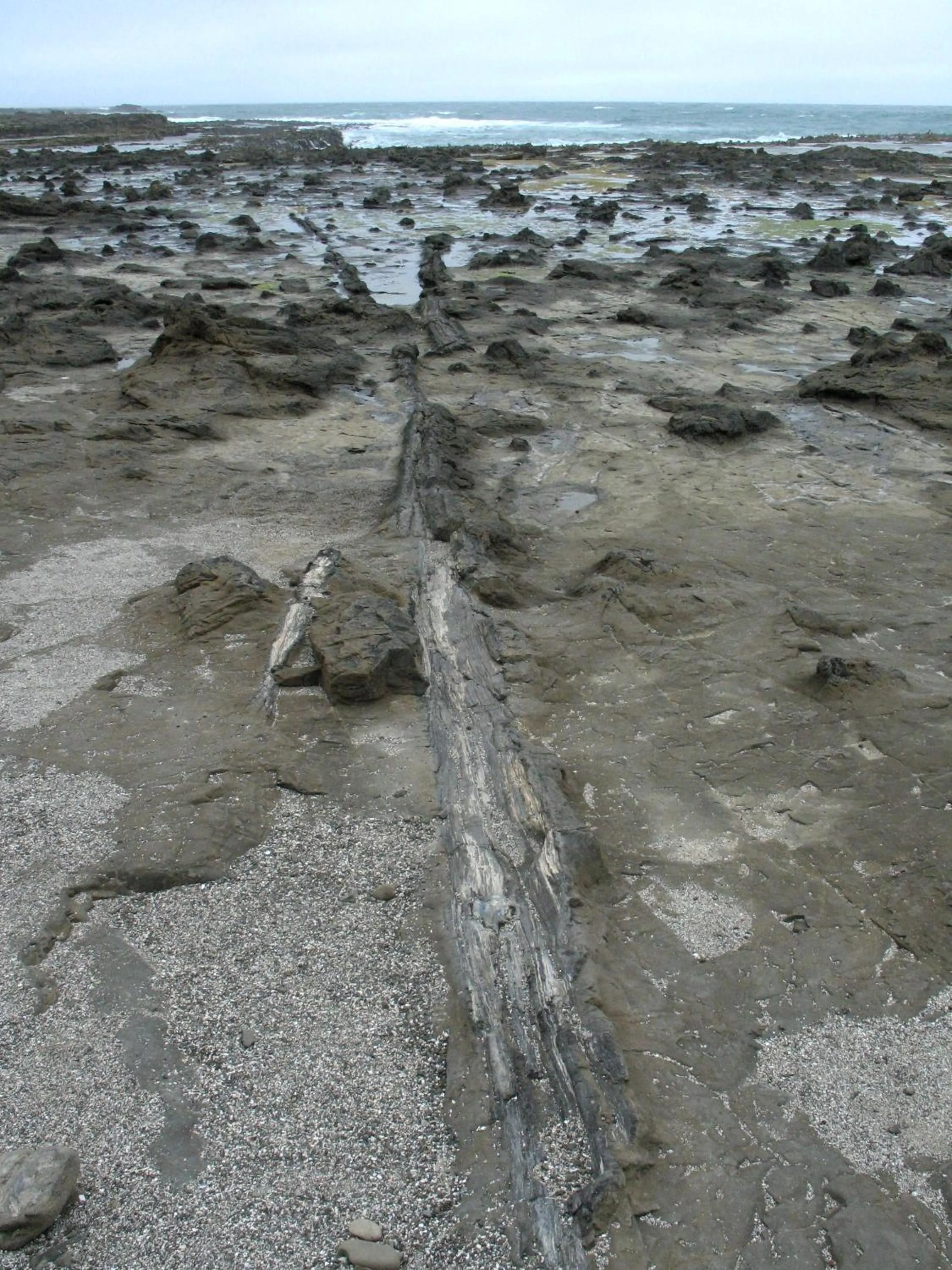 Natural landscape in Surat Bay Lodge, Motel and Backpackers