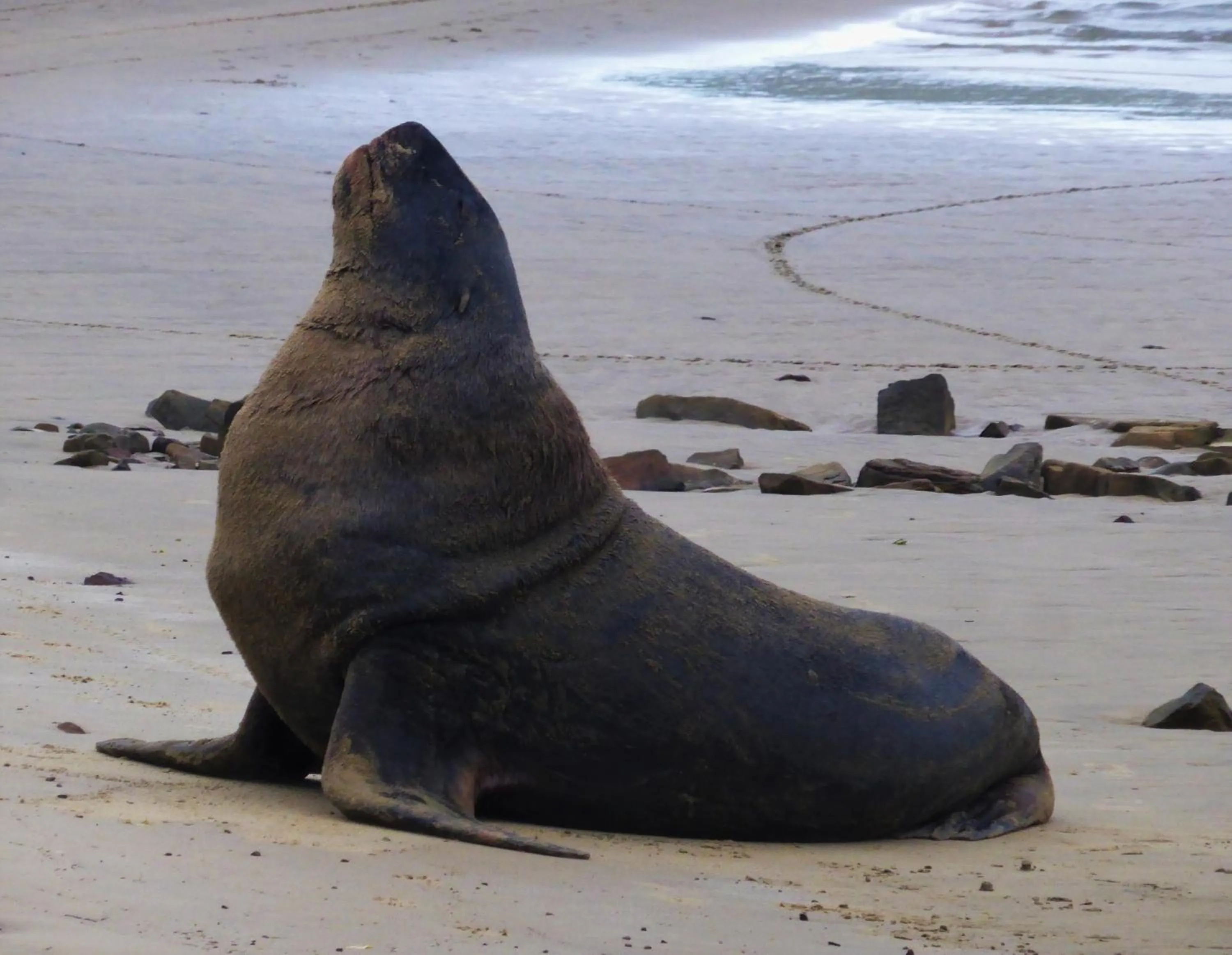 Beach in Surat Bay Lodge, Motel and Backpackers