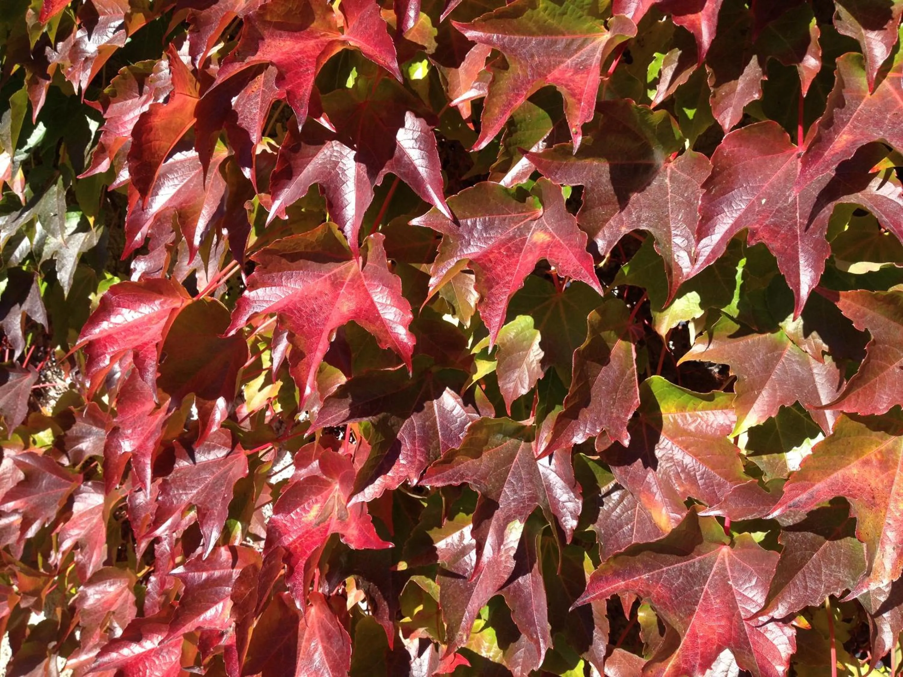 Autumn in Seehaus Familie Leifer