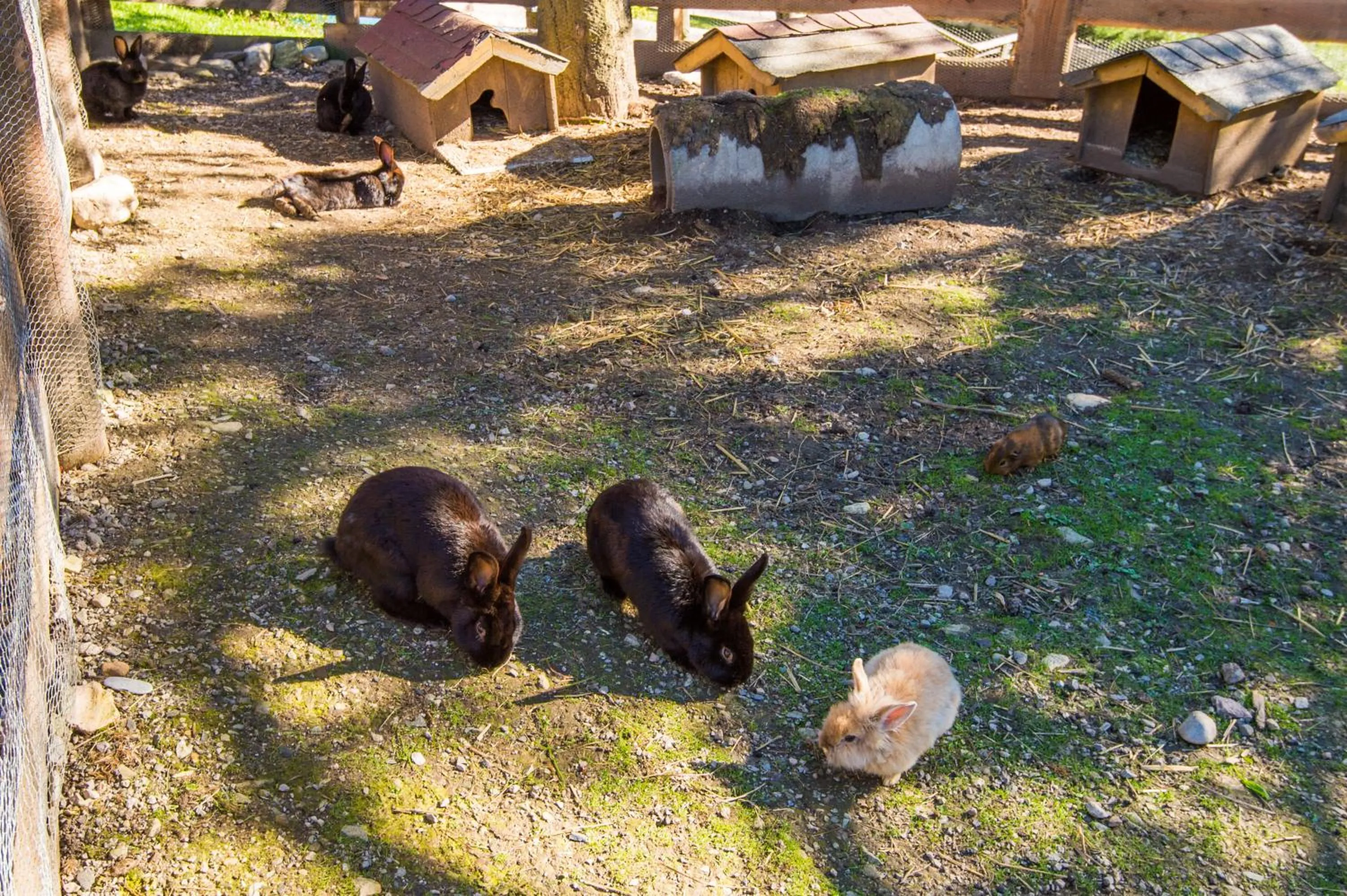 Day in Hotel Hammerwirt - Forellenhof