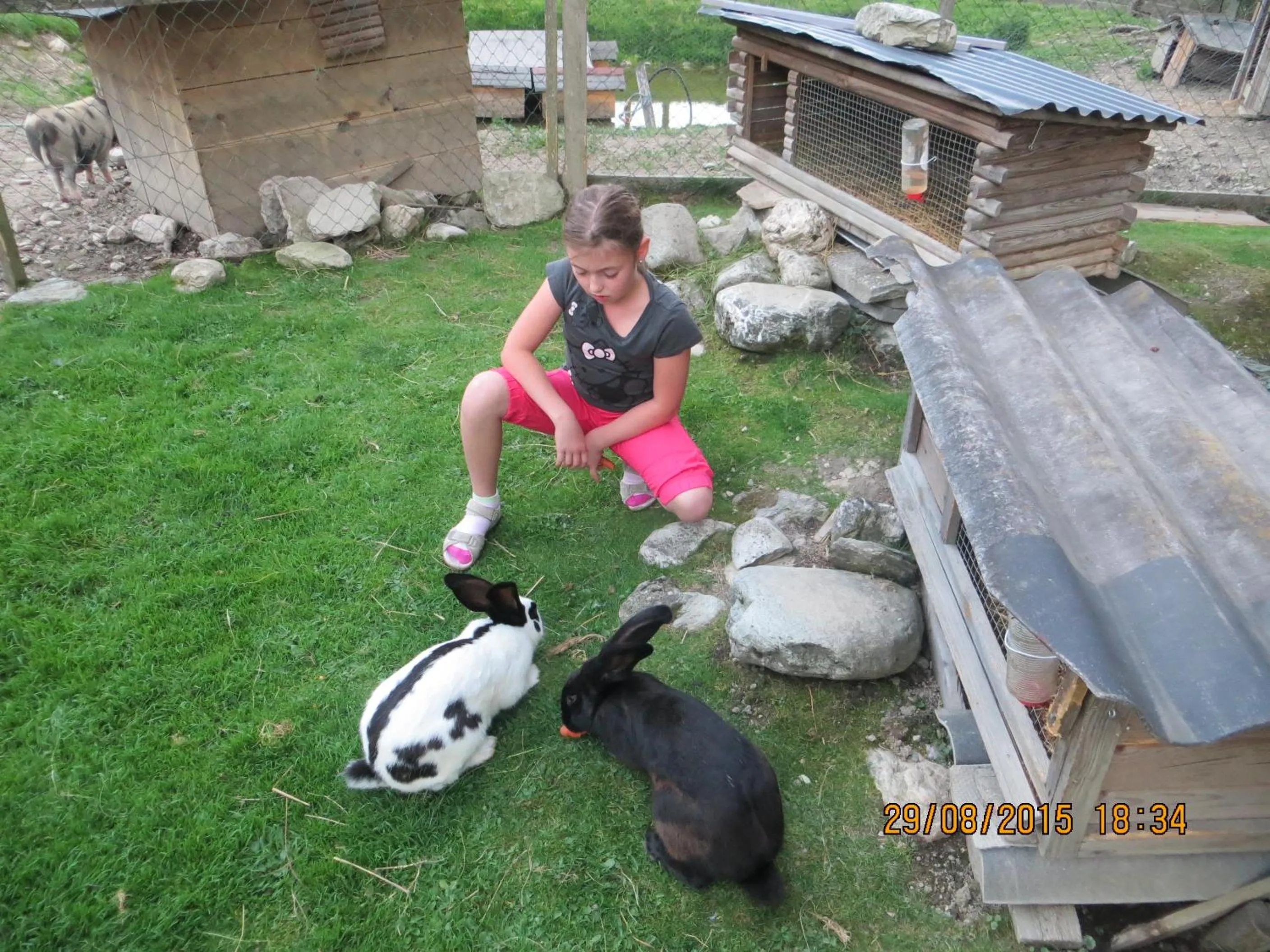 Animals in Hotel Hammerwirt - Forellenhof