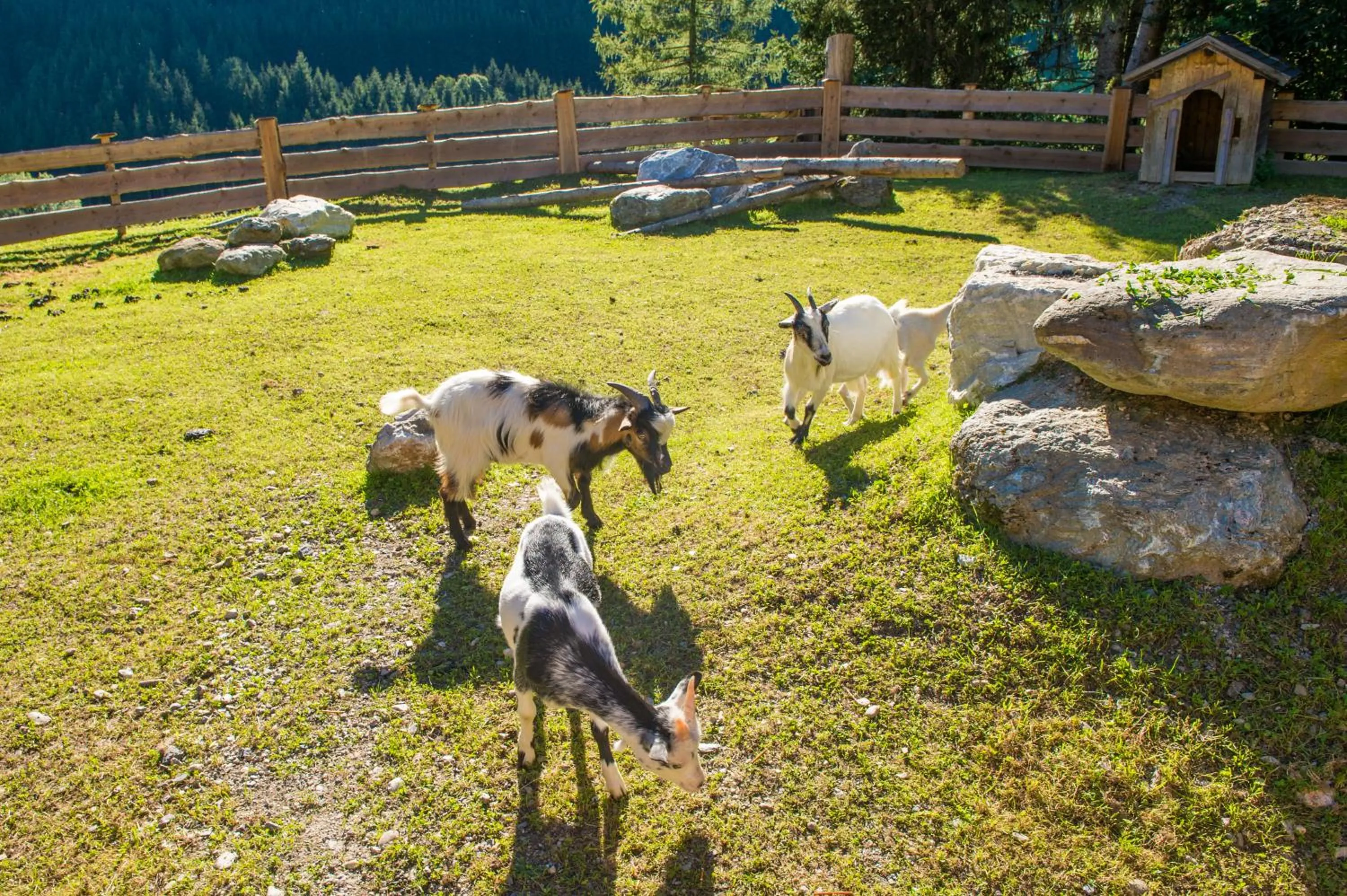 Animals in Hotel Hammerwirt - Forellenhof
