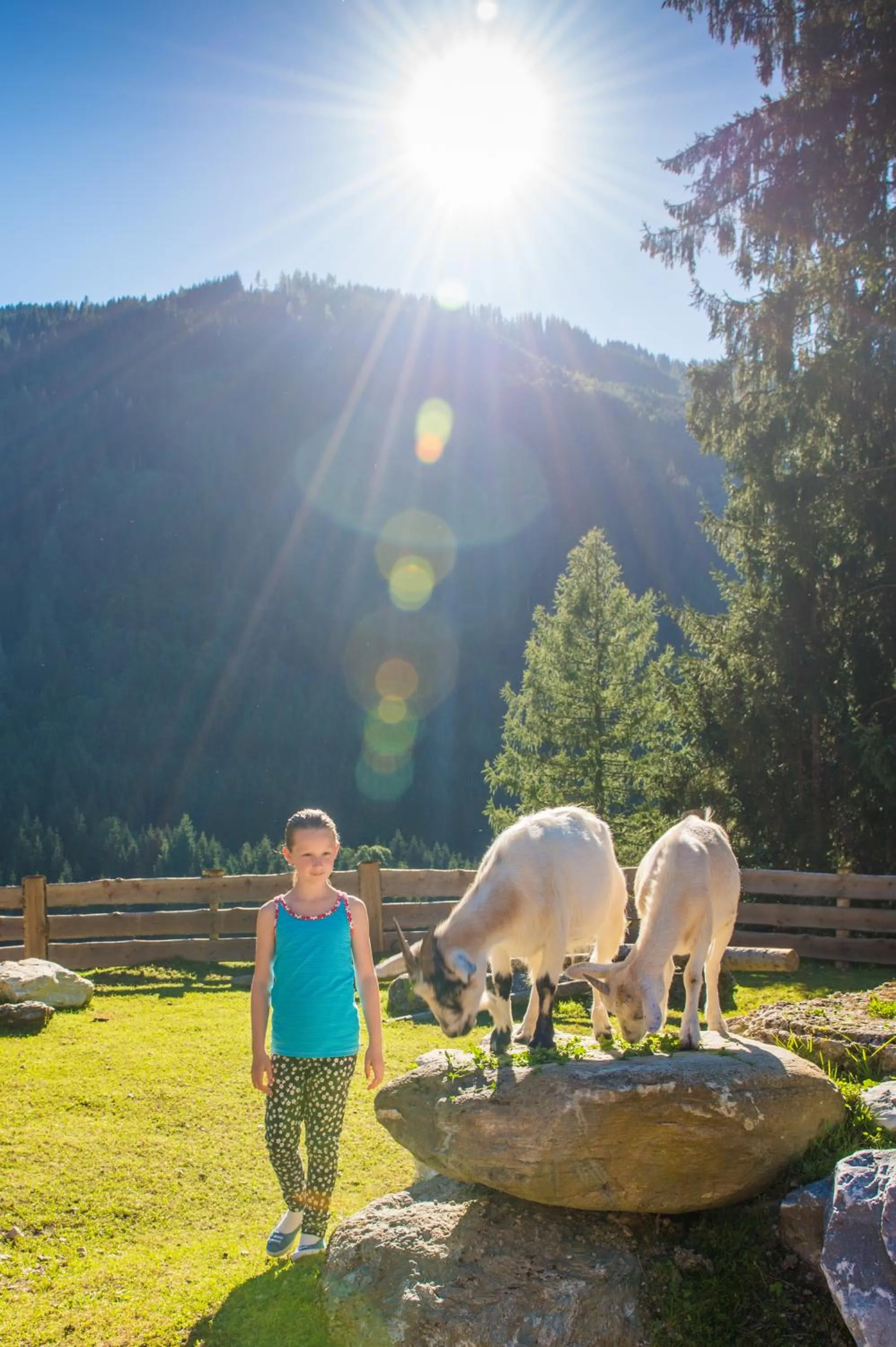 Animals in Hotel Hammerwirt - Forellenhof