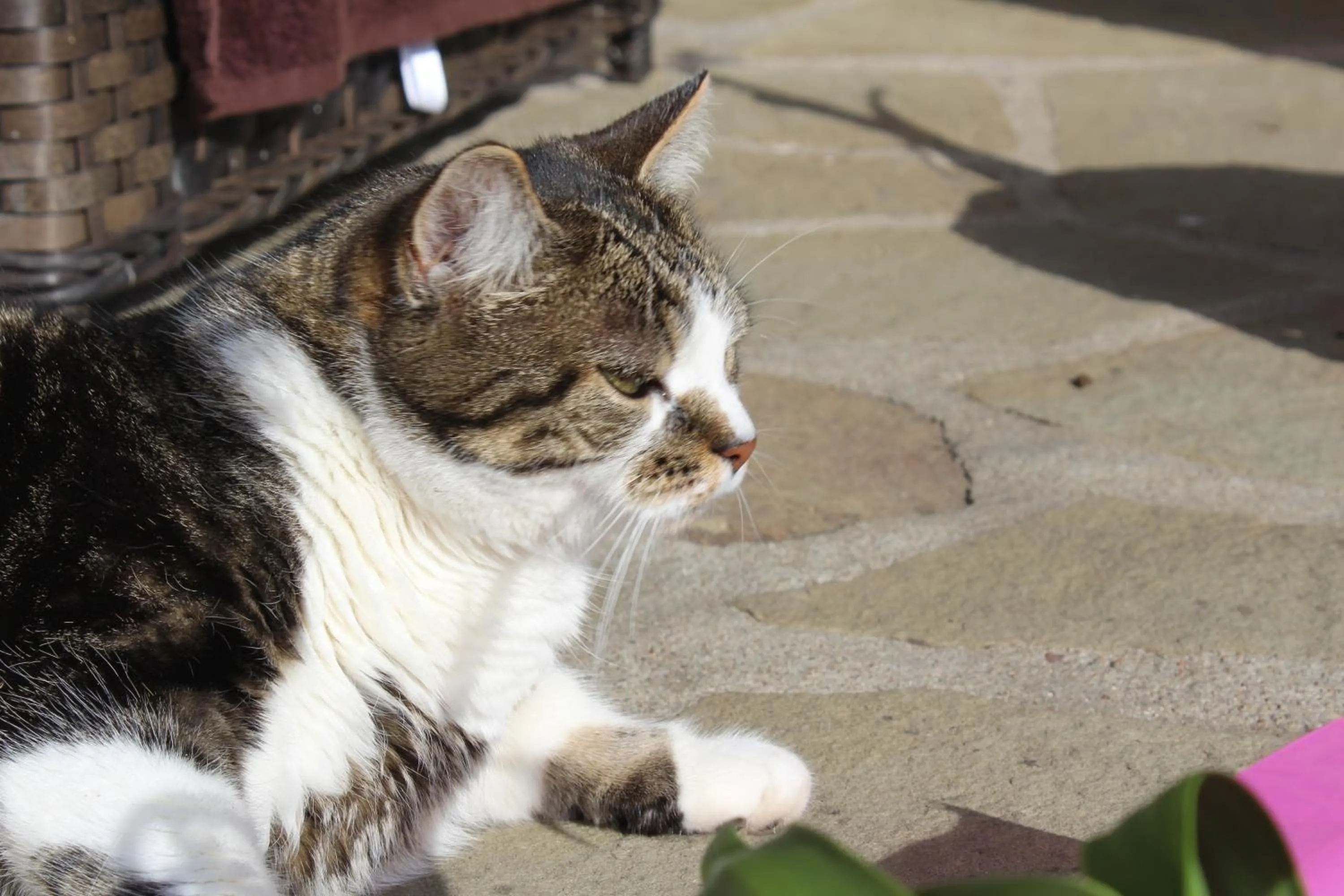 Pets in Feniks Agro&Spa Adults Only