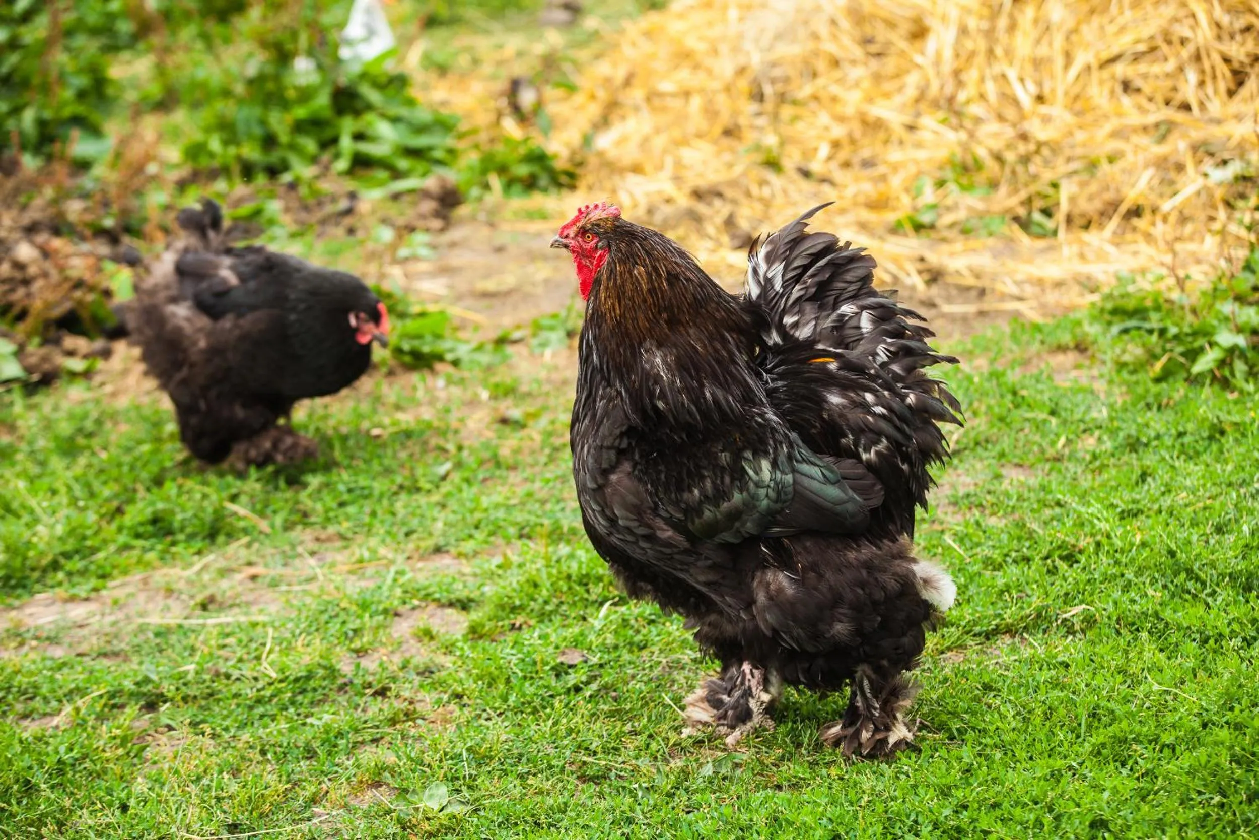 Pets in Feniks Agro&Spa Adults Only