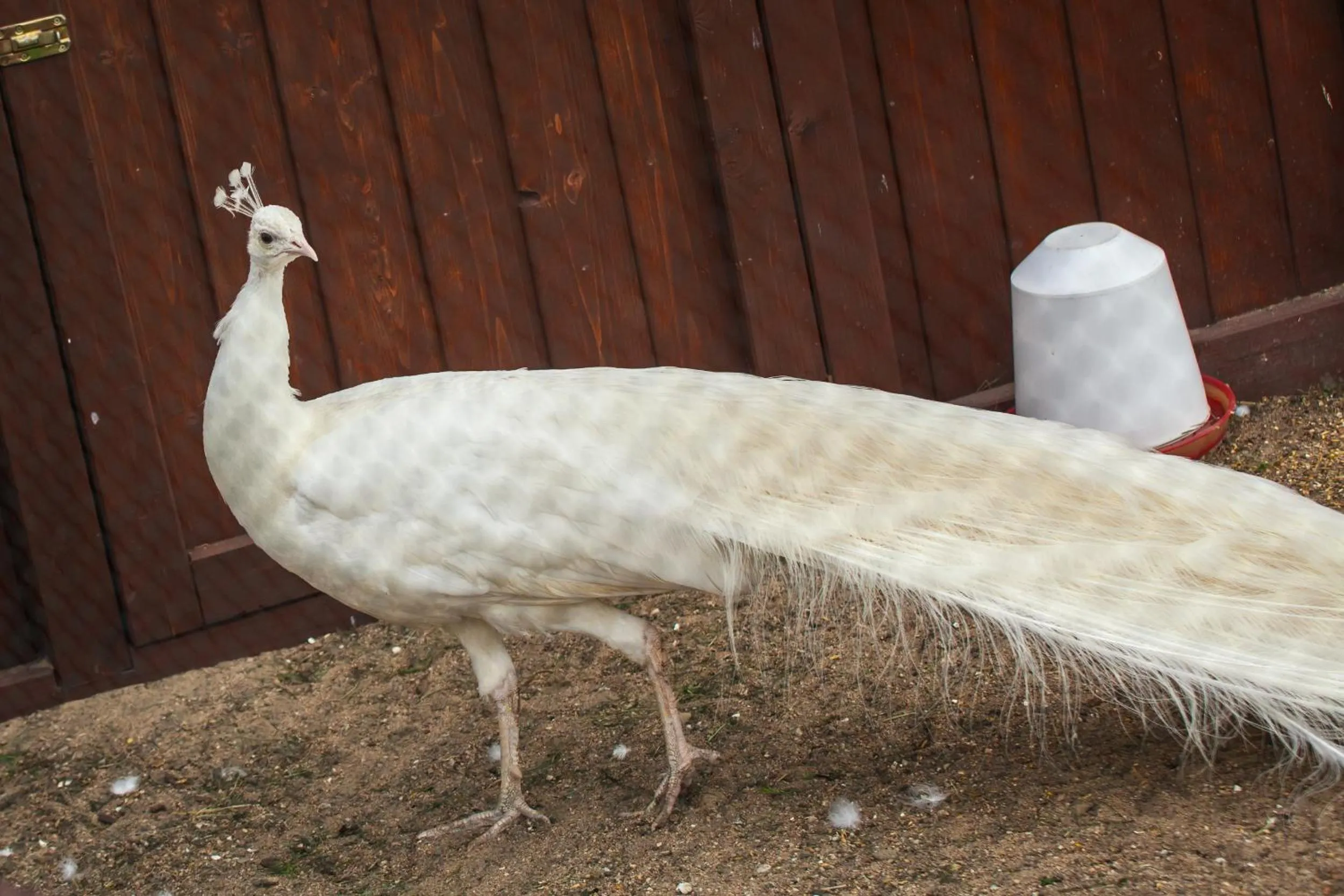 Pets in Feniks Agro&Spa Adults Only