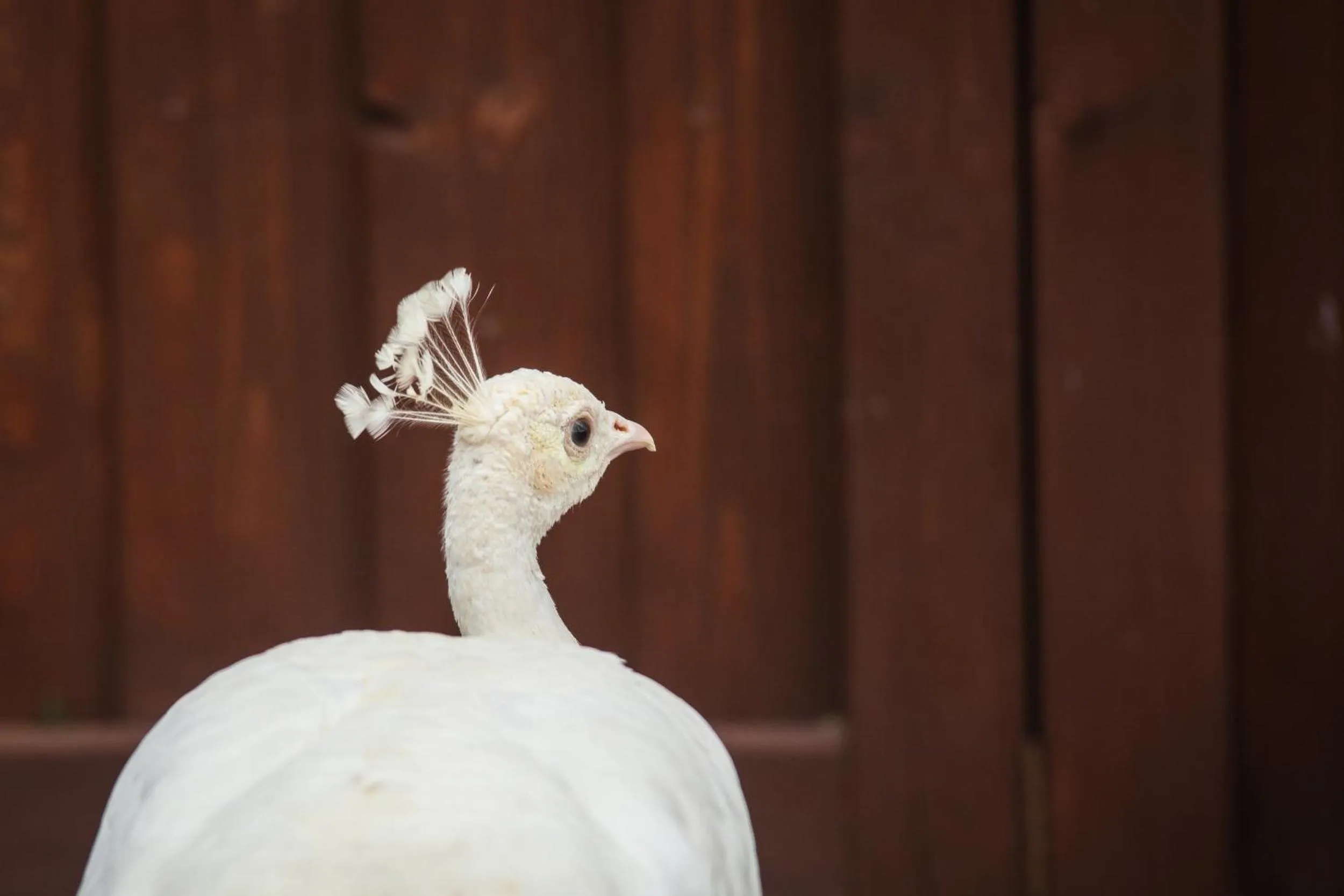 Pets in Feniks Agro&Spa Adults Only