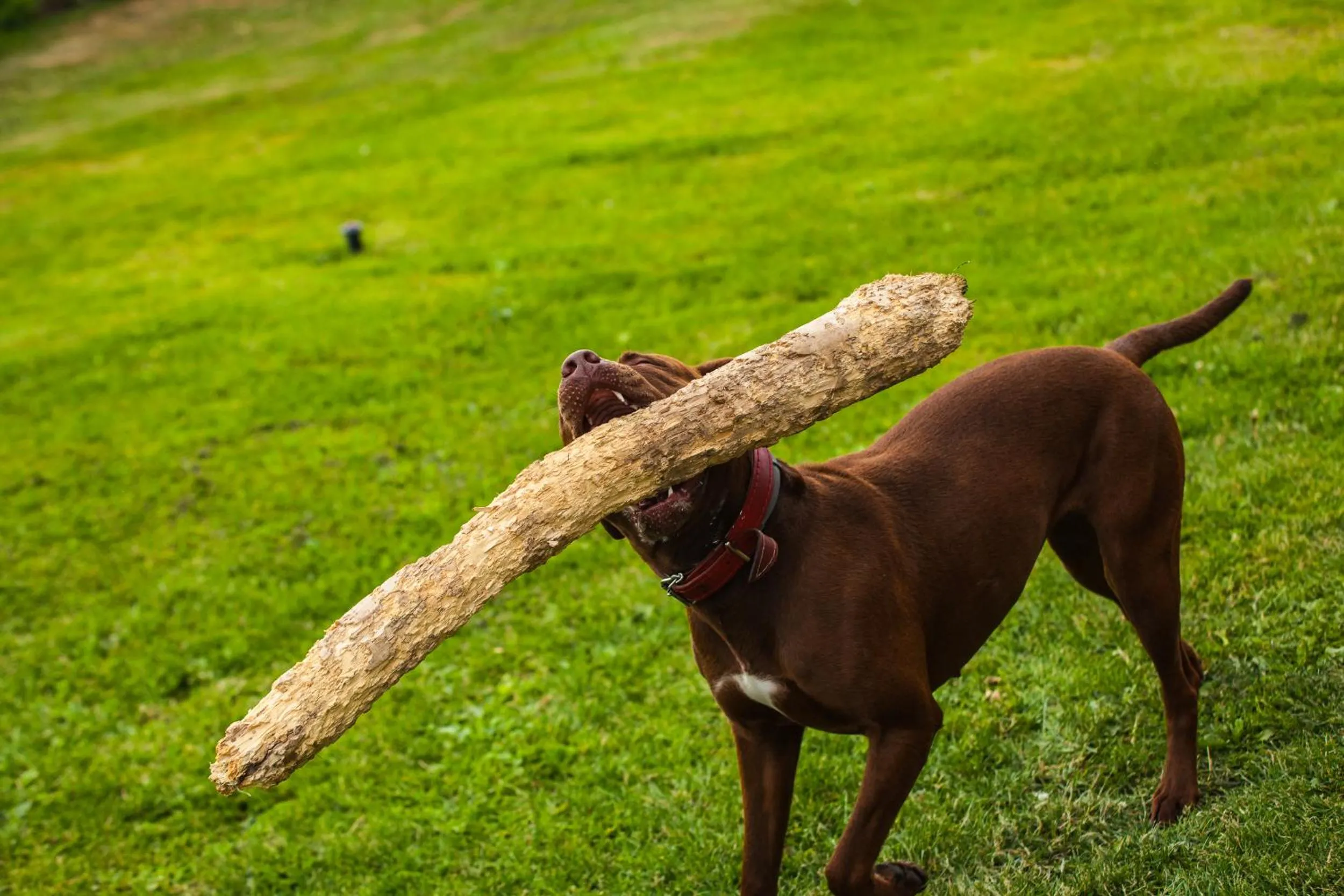 Pets in Feniks Agro&Spa Adults Only