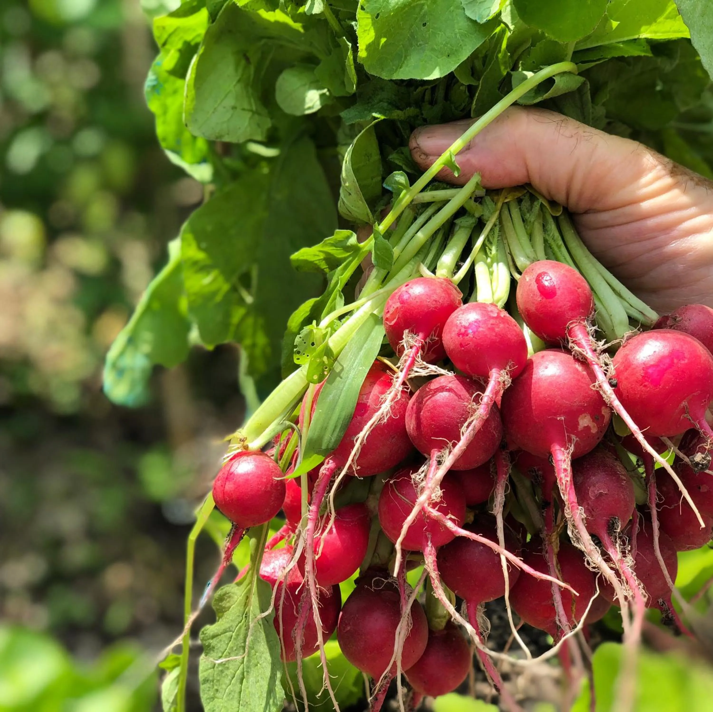 Garden in Hotel Villa Edera & La Torretta