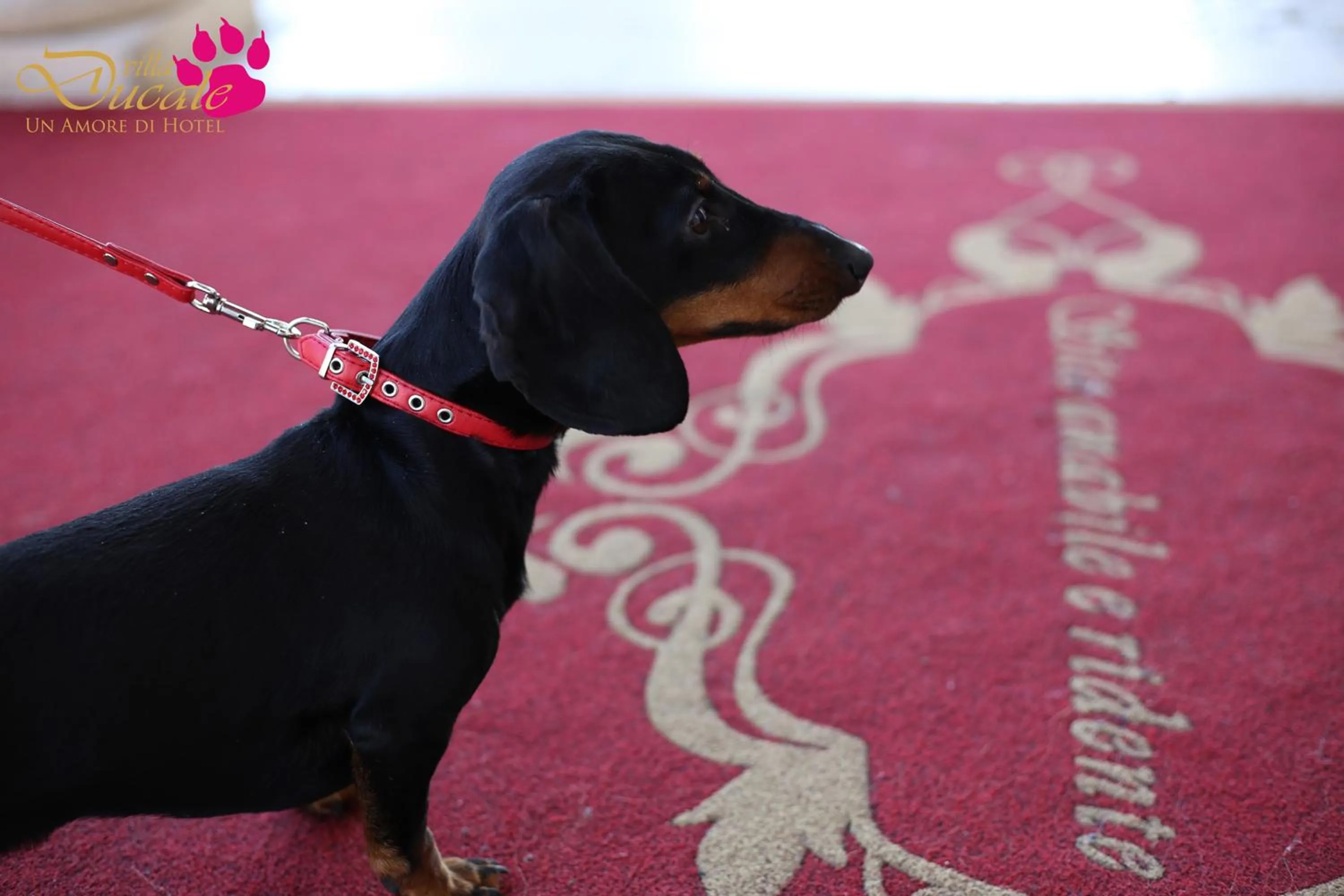 Pets in Villa Ducale Hotel & Ristorante