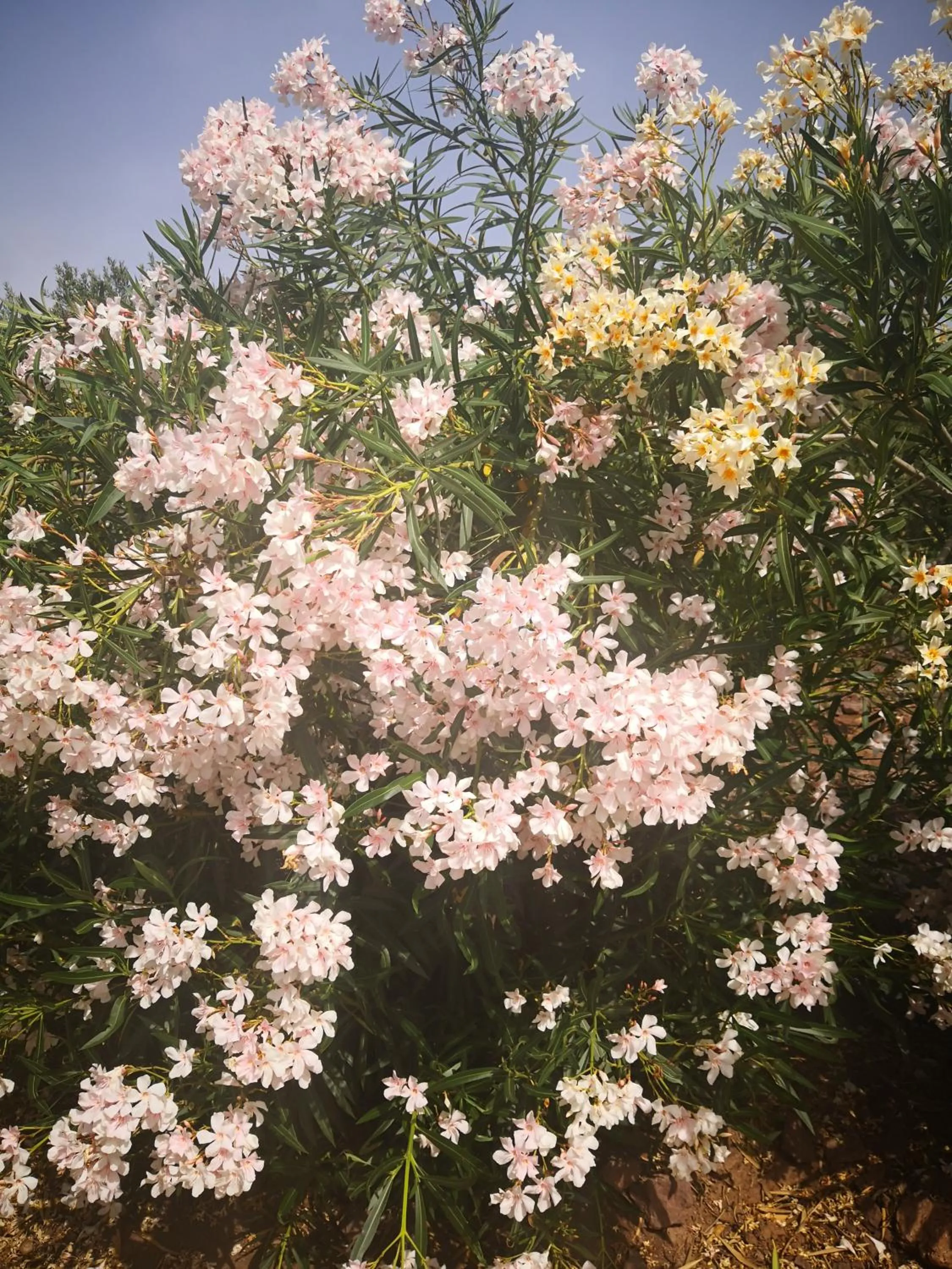Garden view in Cortijo Torreblanca Casa Rural Parque Natural Cabo de Gata