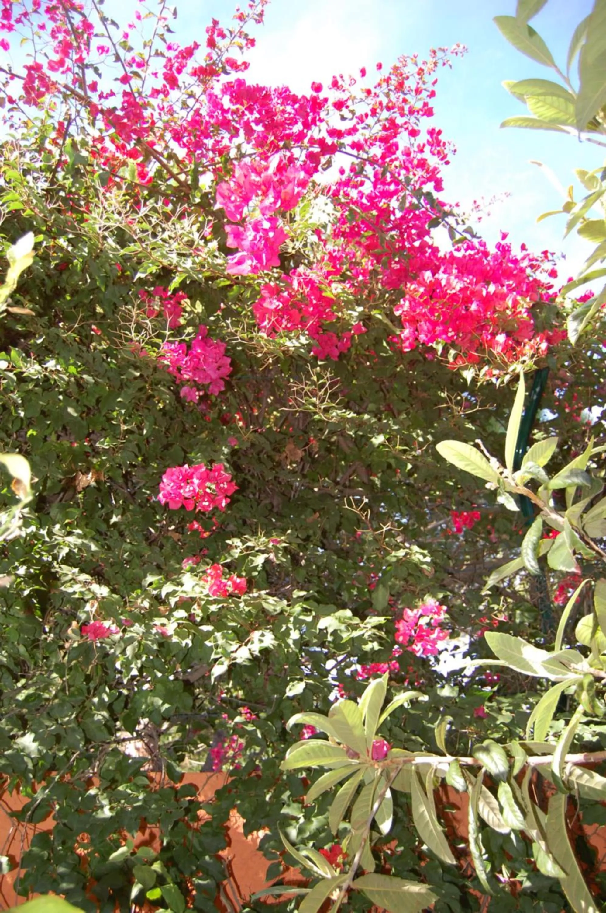 Garden in Canavial I & II Apartamentos