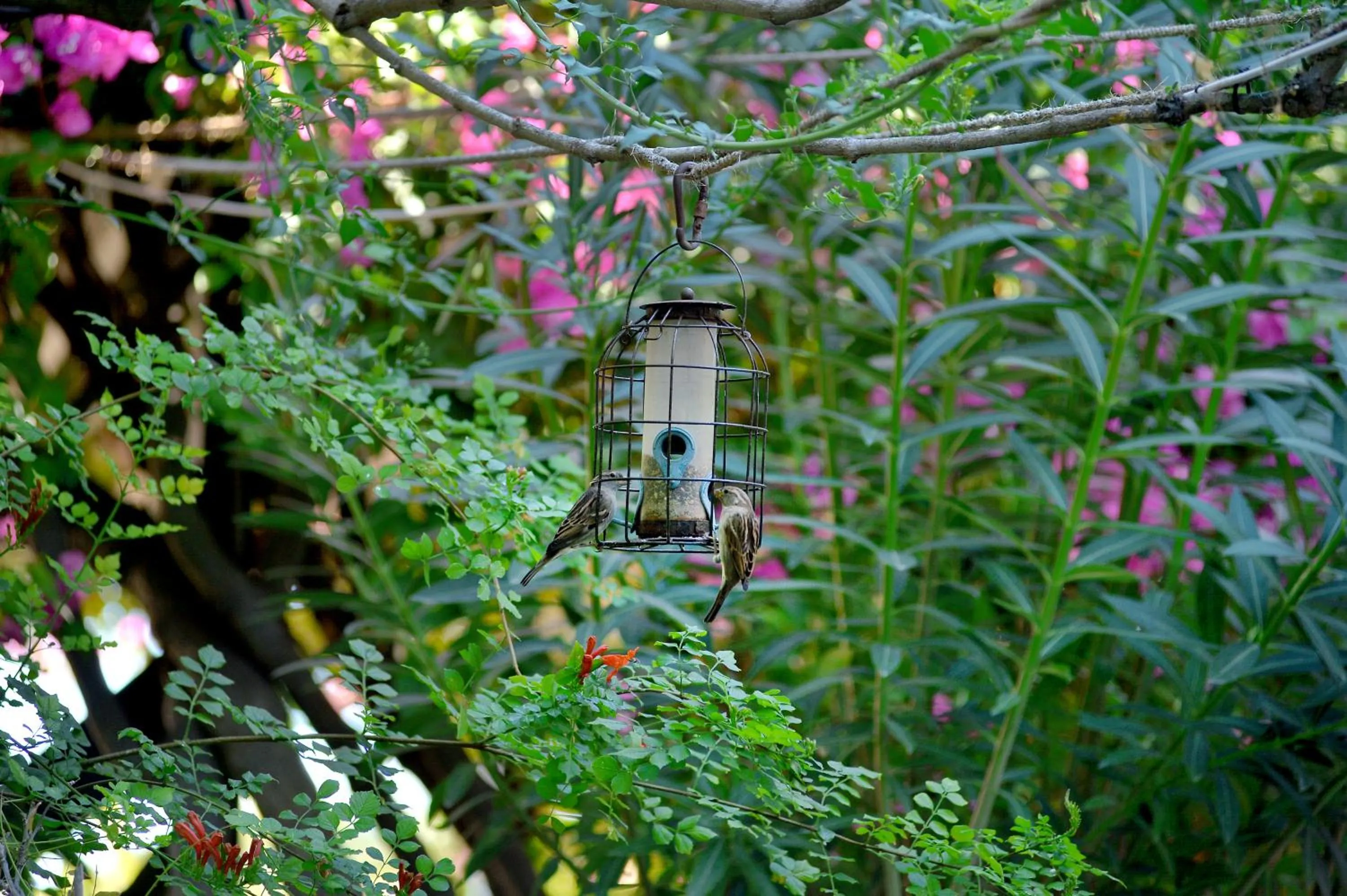 Vagia Traditional, Aegina Island