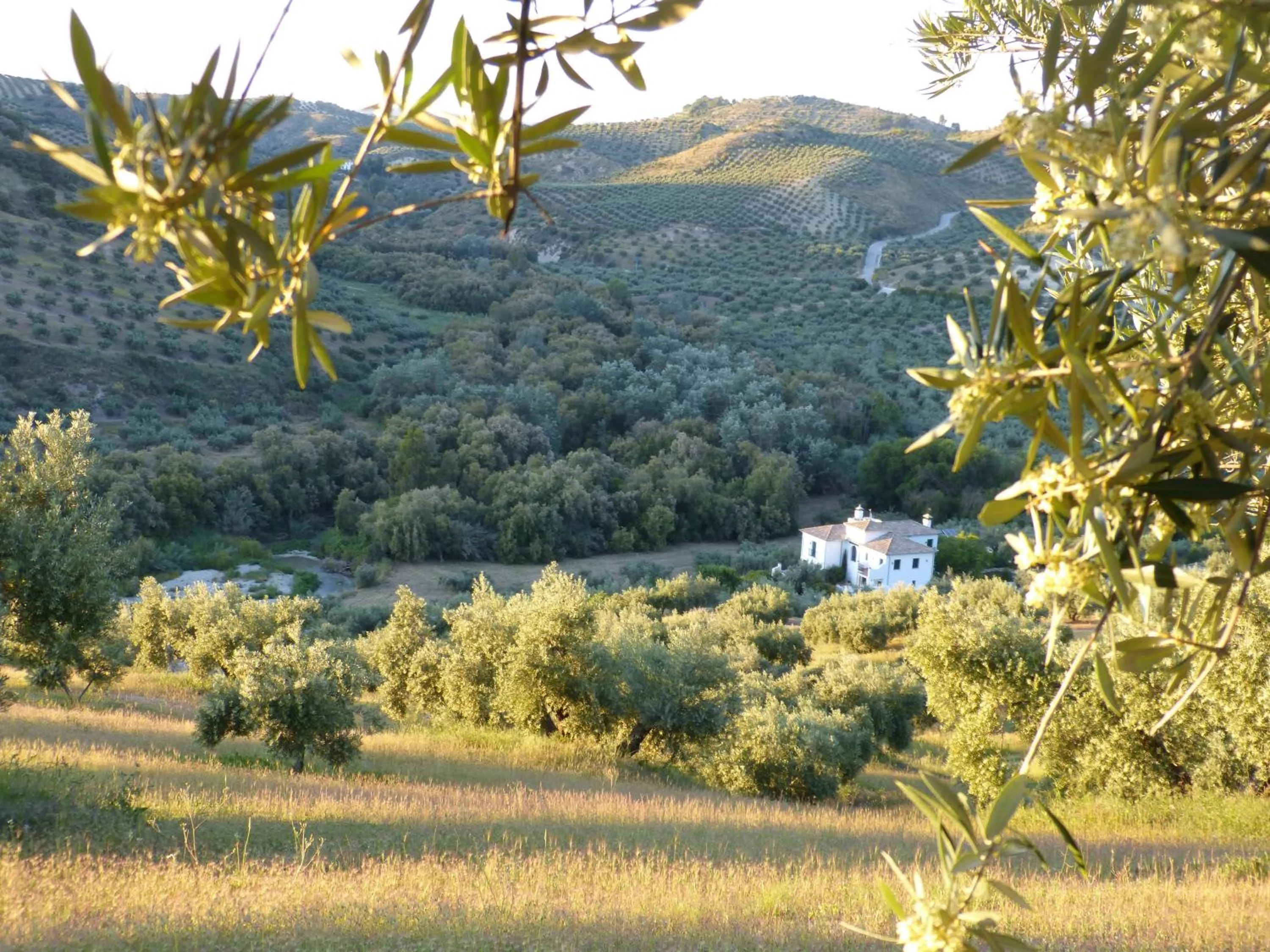 Natural landscape in Casa Olea