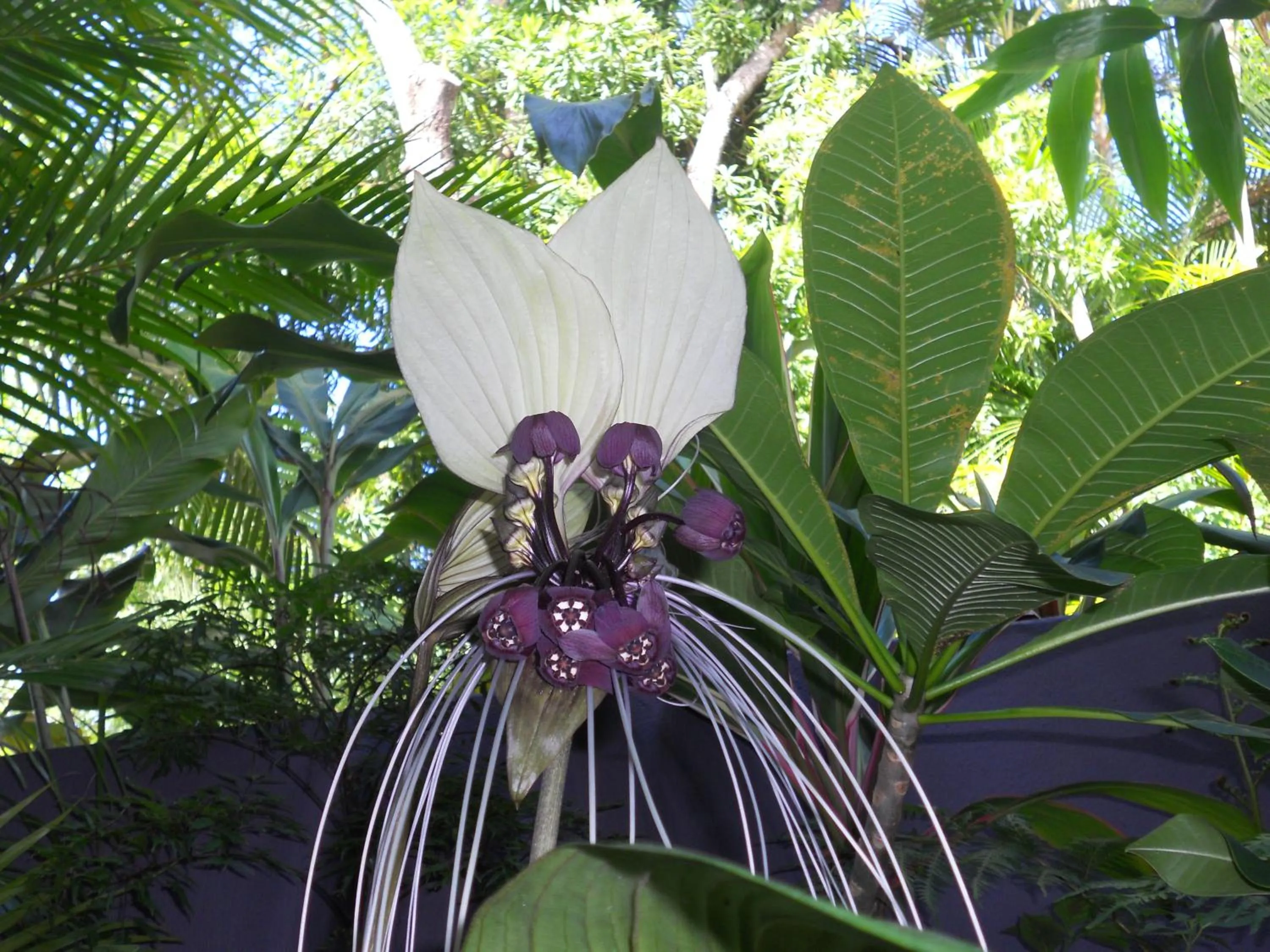Garden in Noosa Gardens Riverside Resort