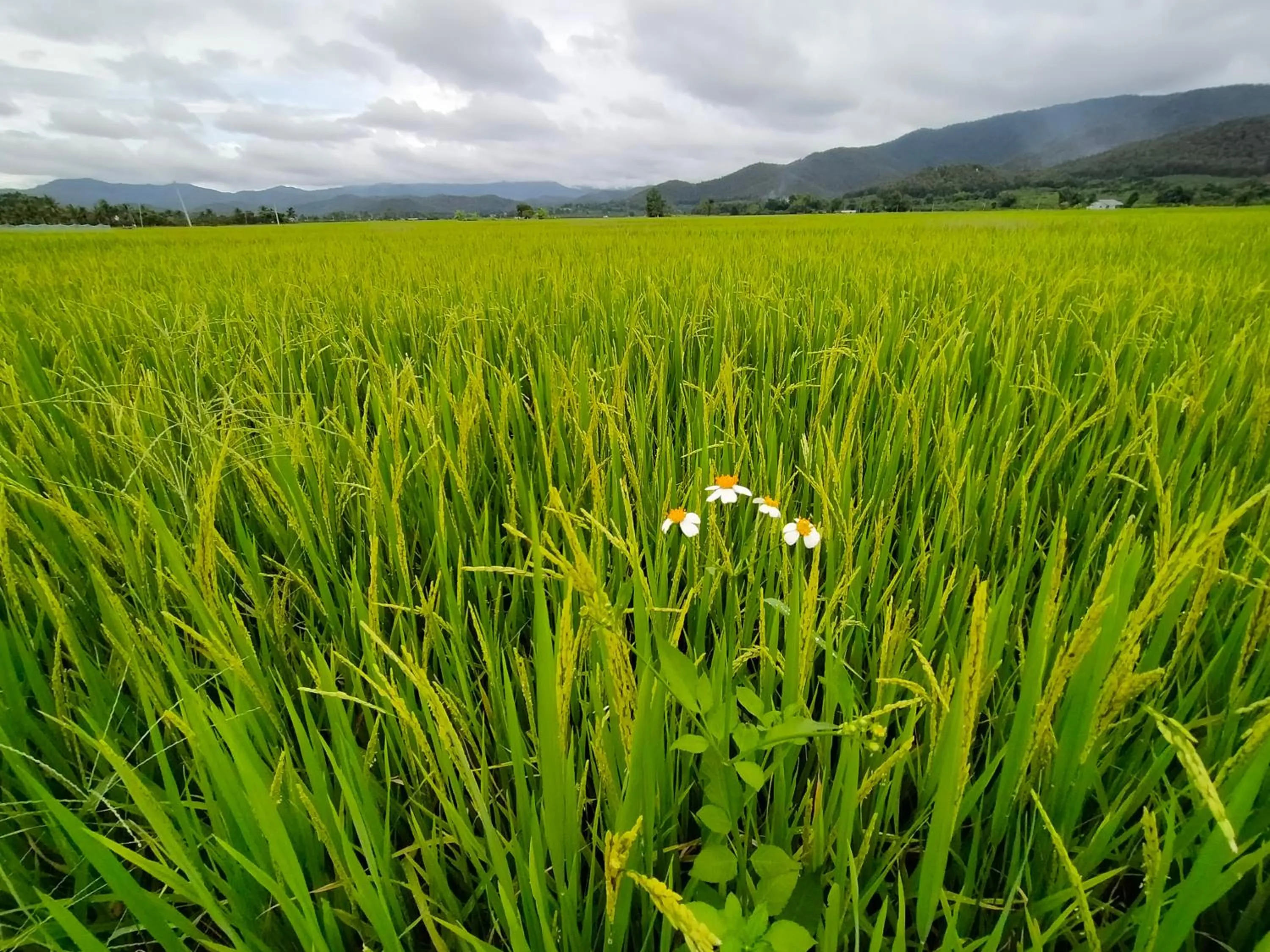 Neighbourhood in Khoom Kam Kaew