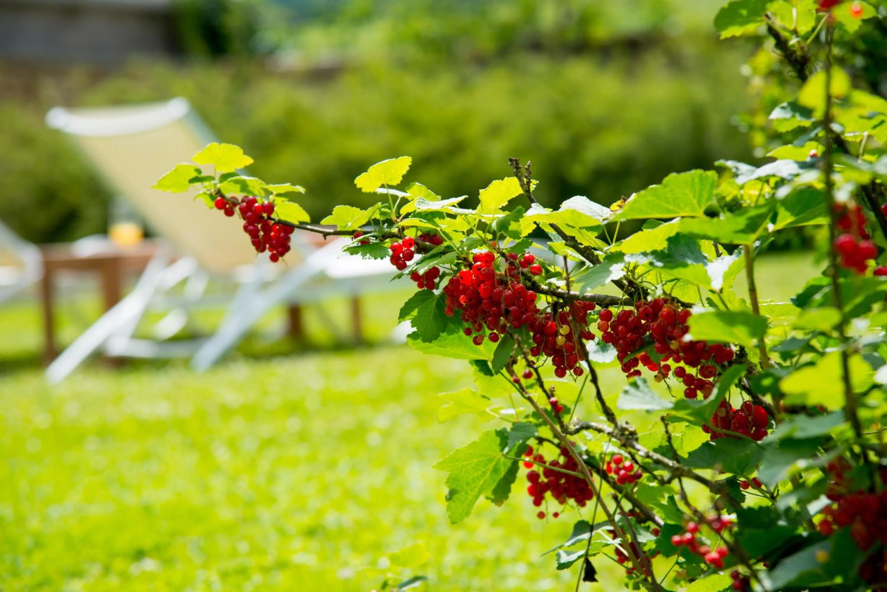 Garden in Le Logis D'Azé