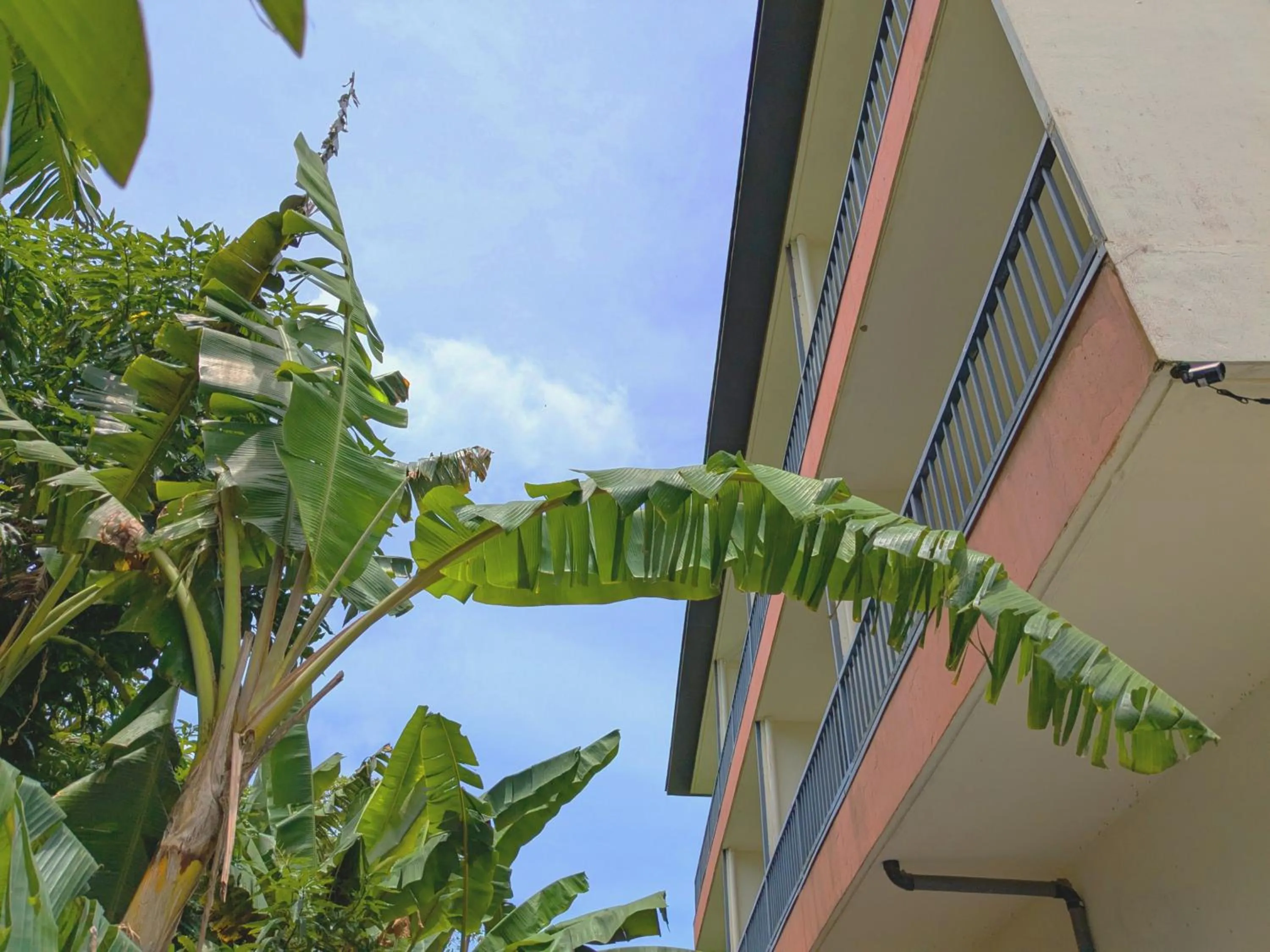 Natural landscape in Garden Palace Downtown Koror