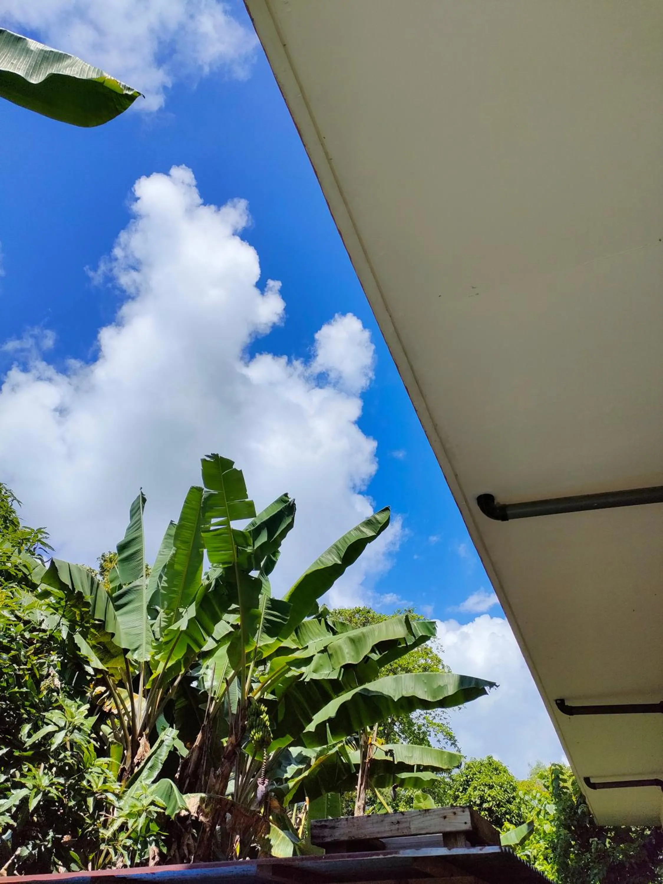 Natural landscape in Garden Palace Downtown Koror