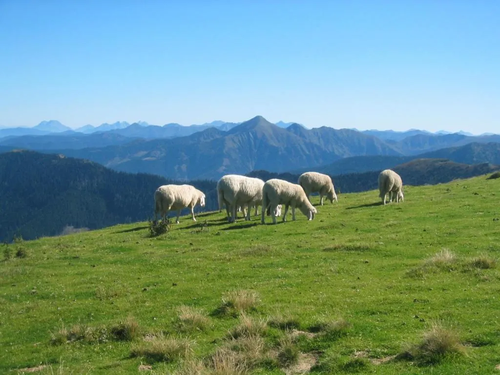 Hiking in Haus Bodenwinkler