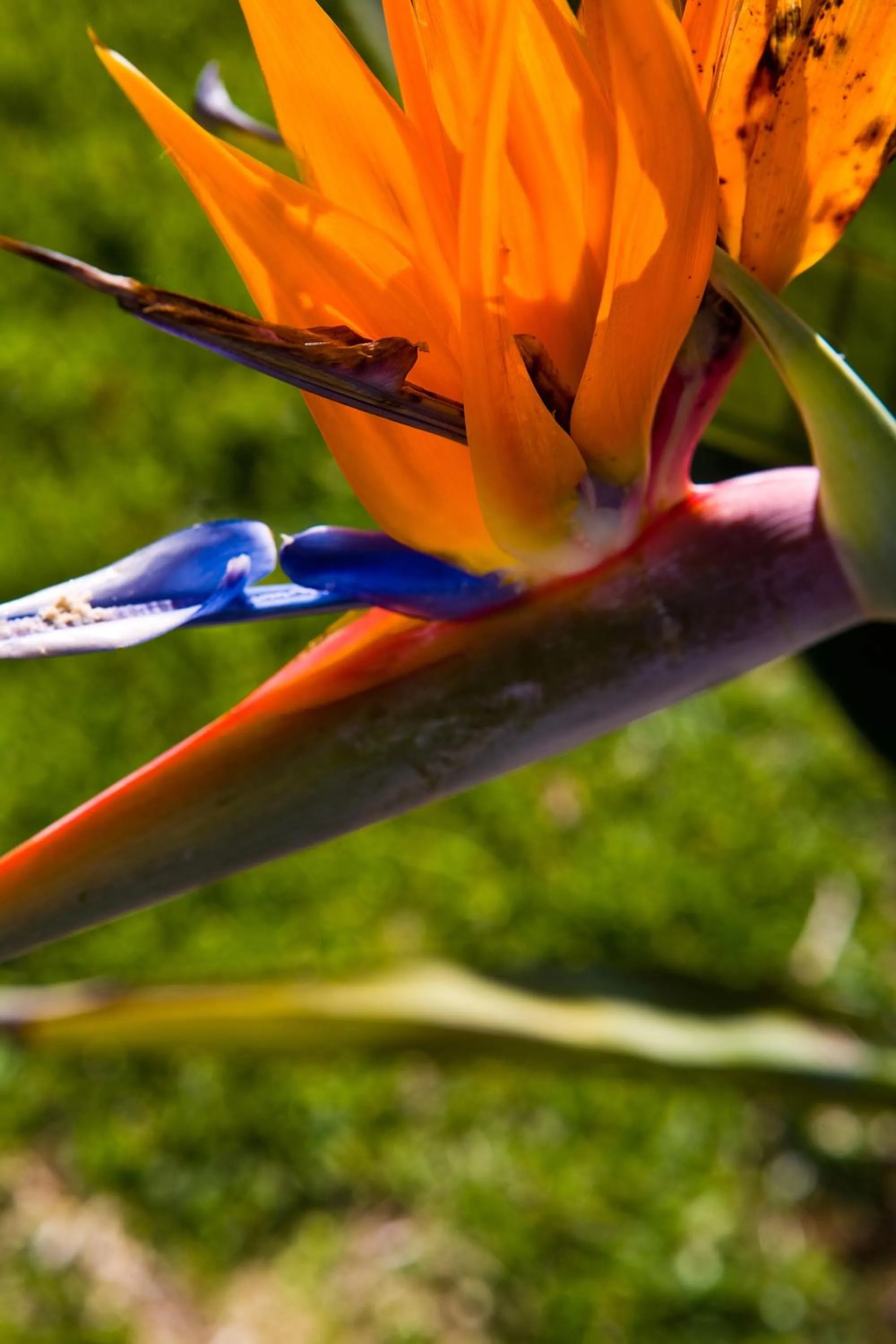 Garden in APARTHOTEL CABICASTRO Tres estrellas superior