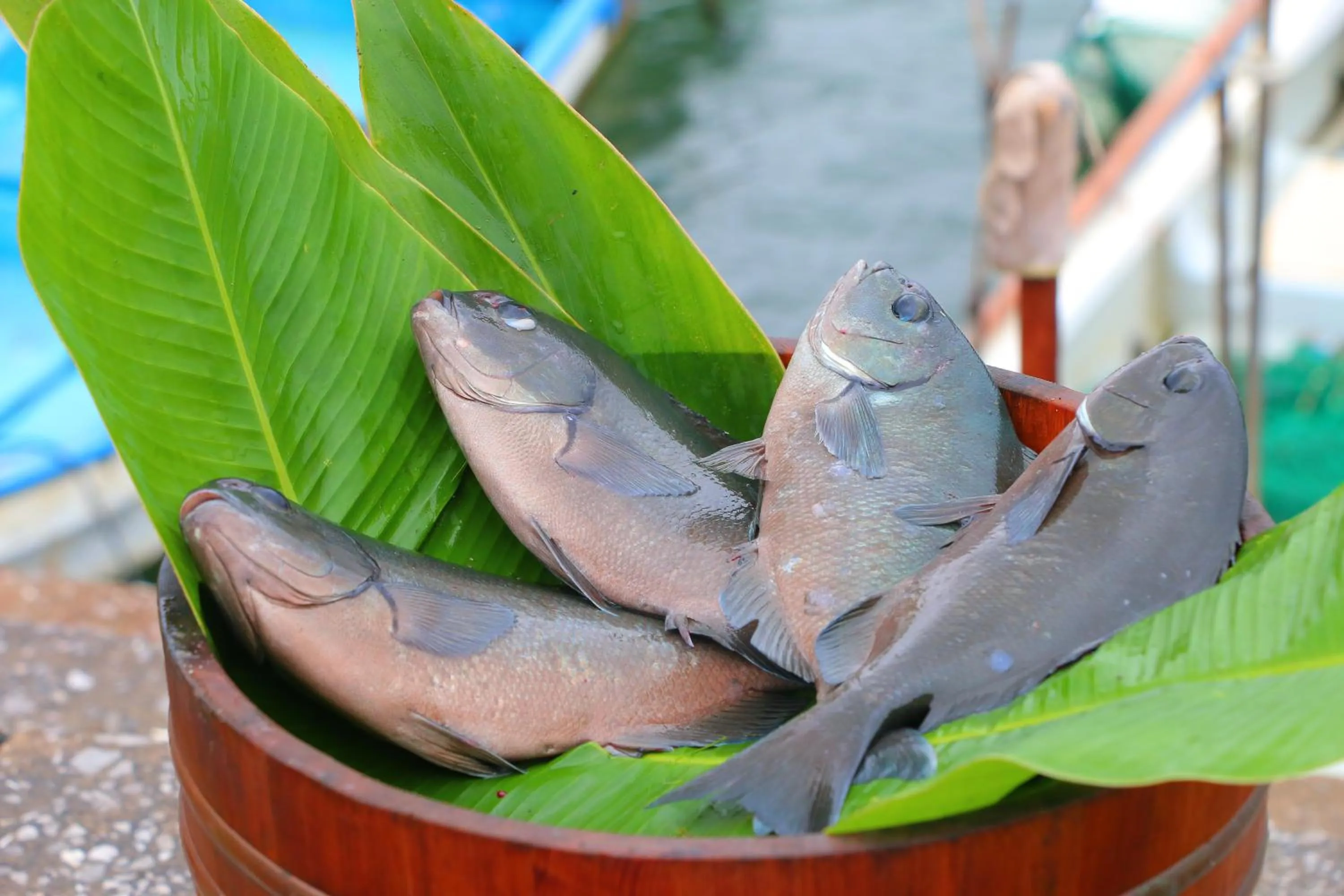 Neighbourhood in Tanegashima Minshuku Yuyu
