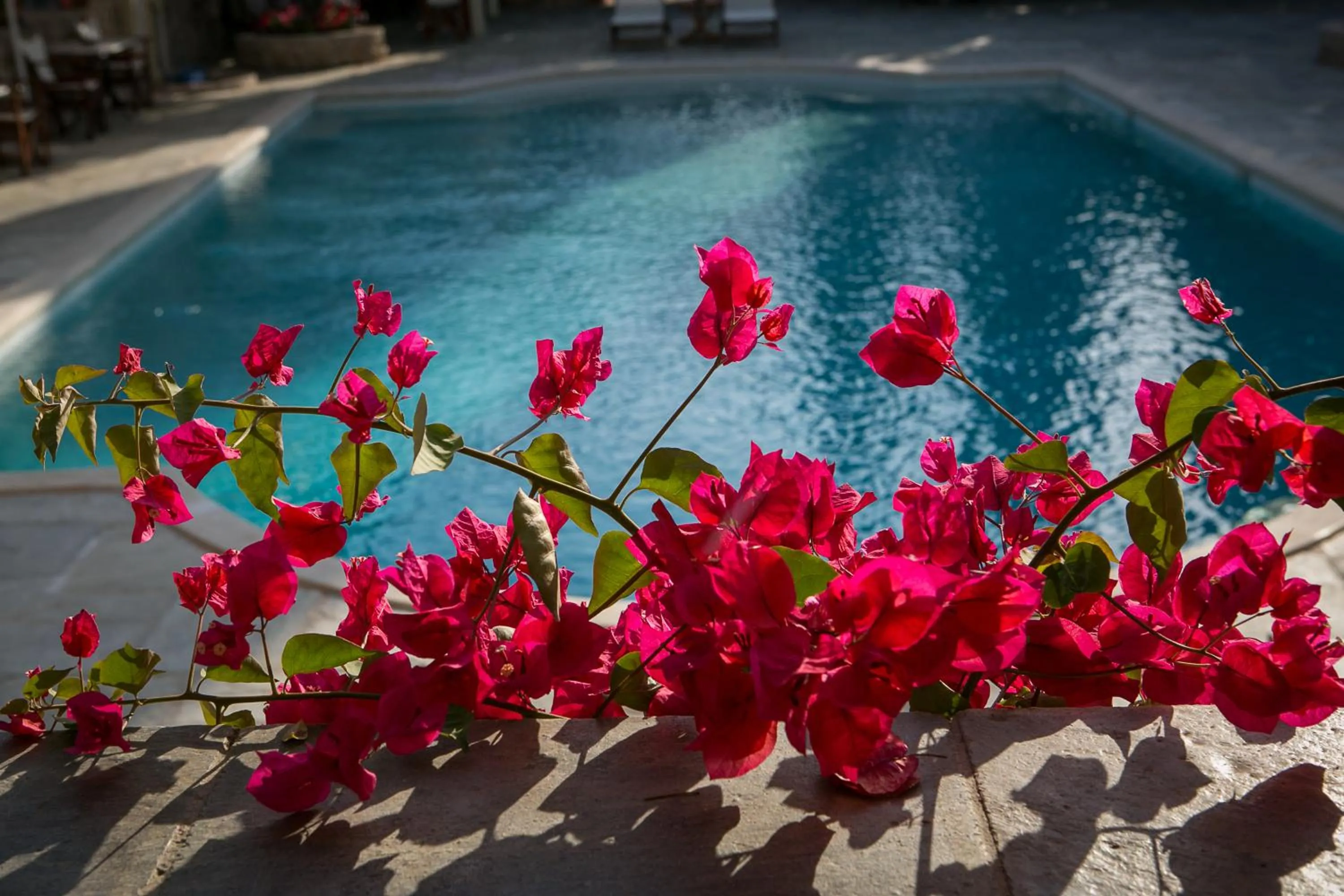 Swimming pool in Villa Nika