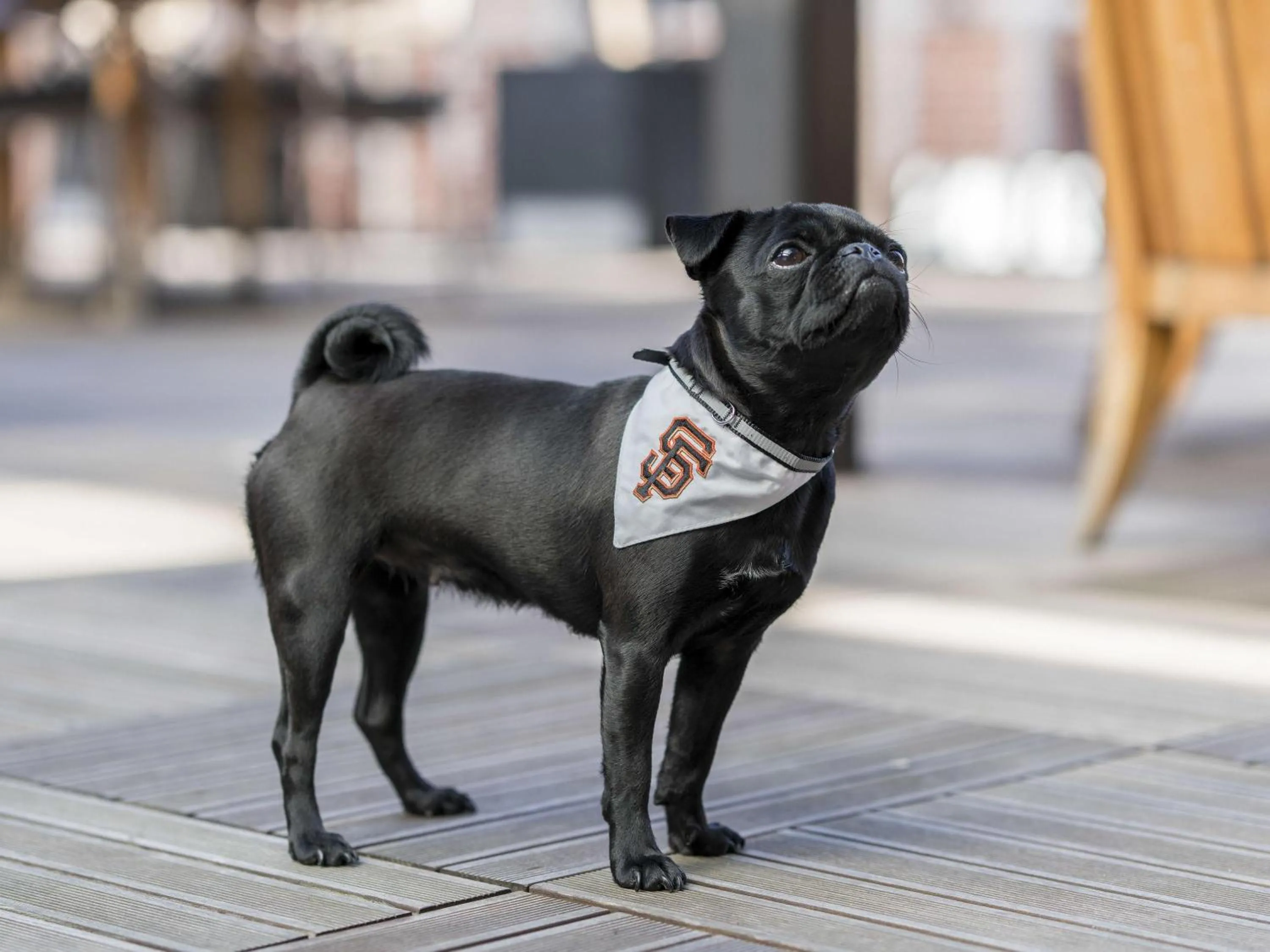 Other in The Fairmont Heritage Place Ghirardelli Square