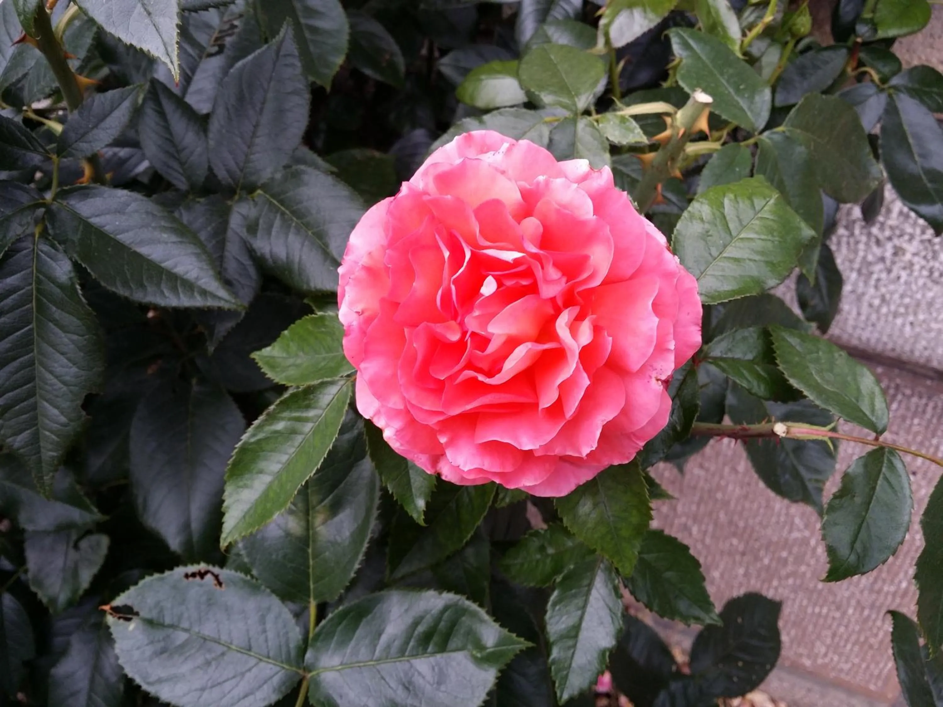 Natural landscape in Le Castel Guesthouse