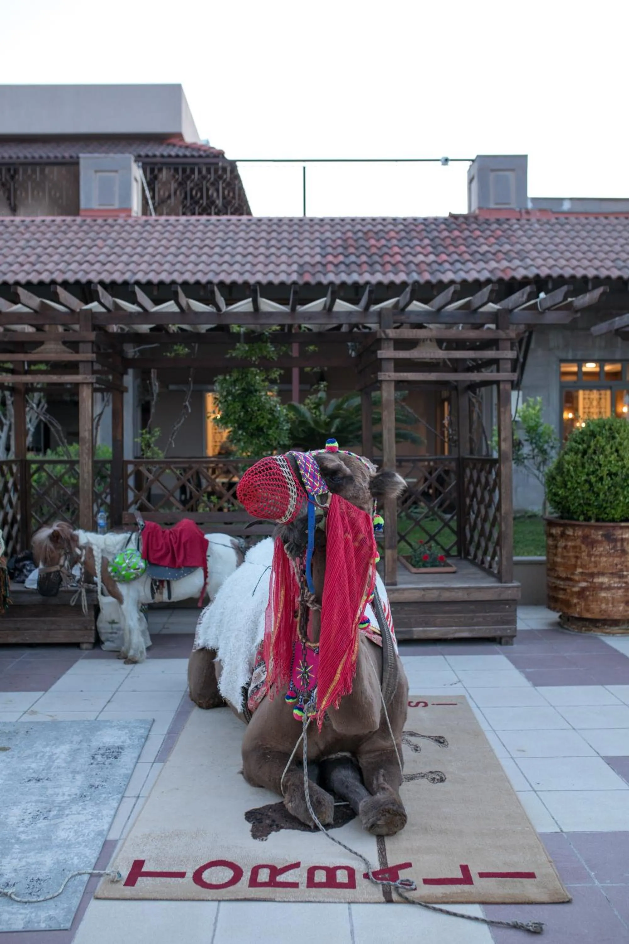 Activities in Club Hotel Felicia Village