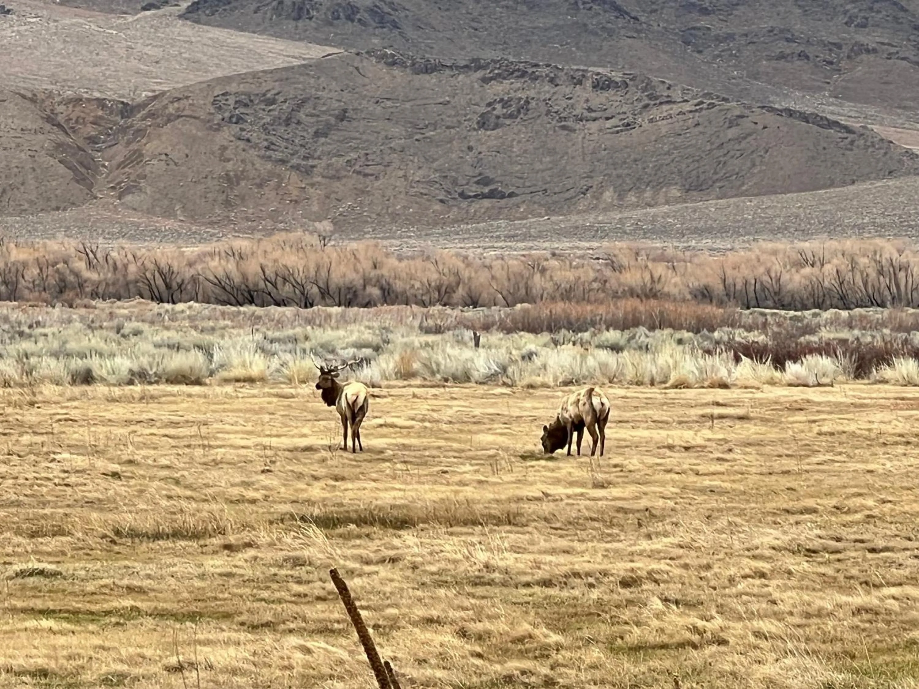 Day in Starlight Motel