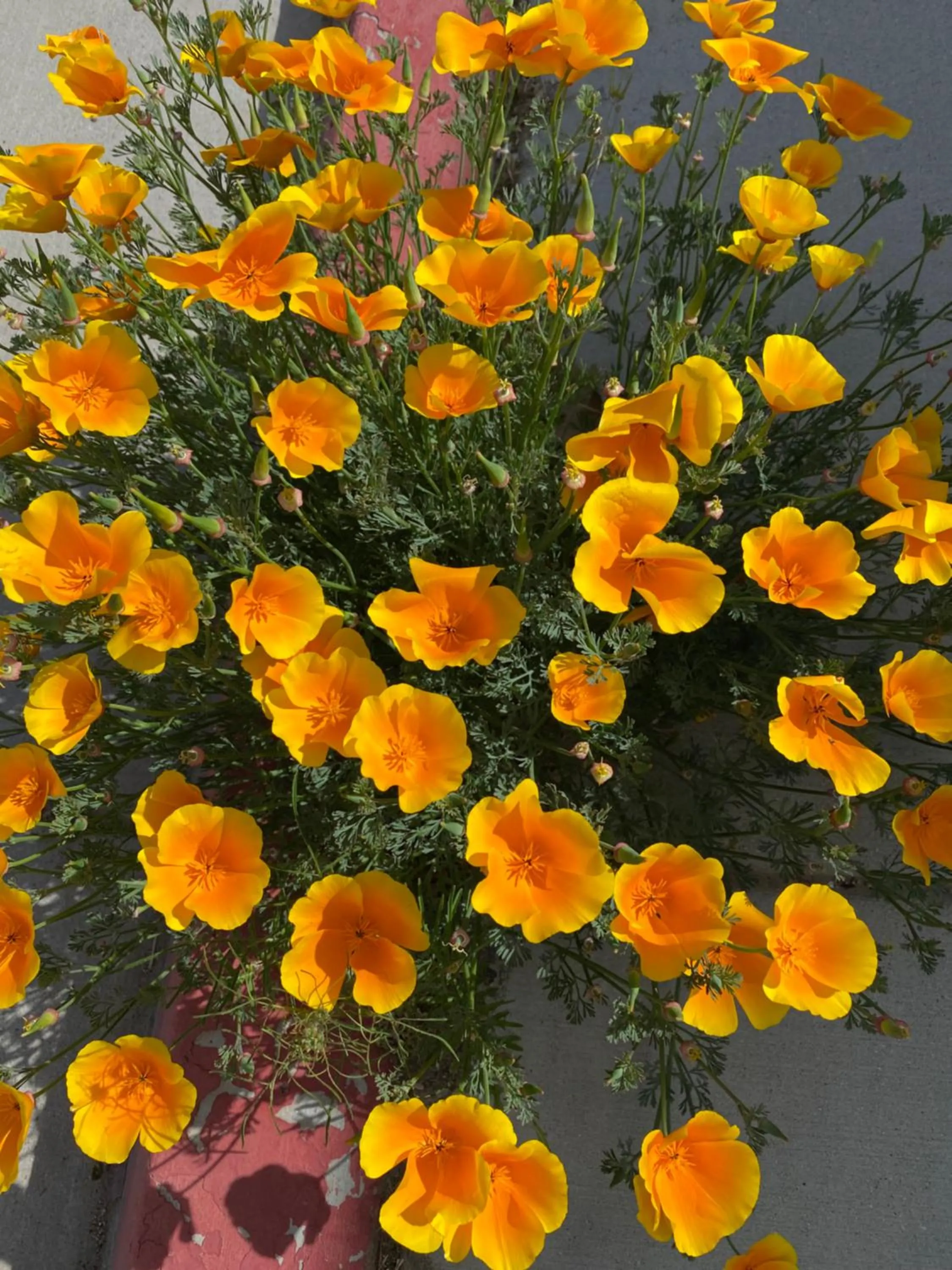 Property building in Starlight Motel