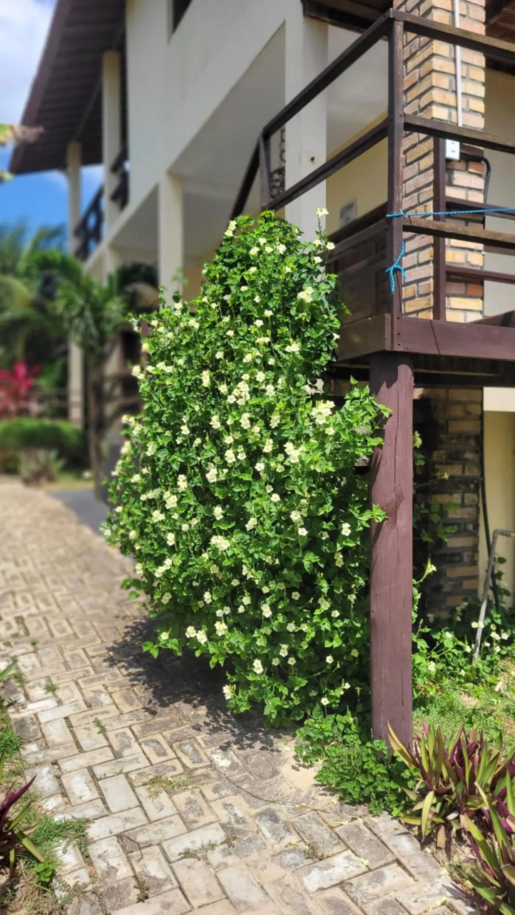 Garden in Pousada Ello