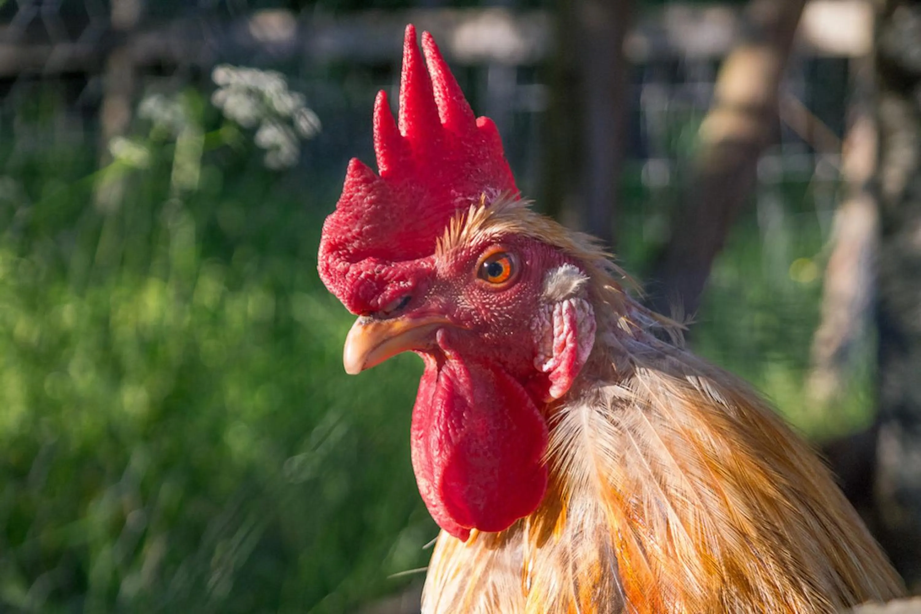 Animals in Kolin Mattila B&B