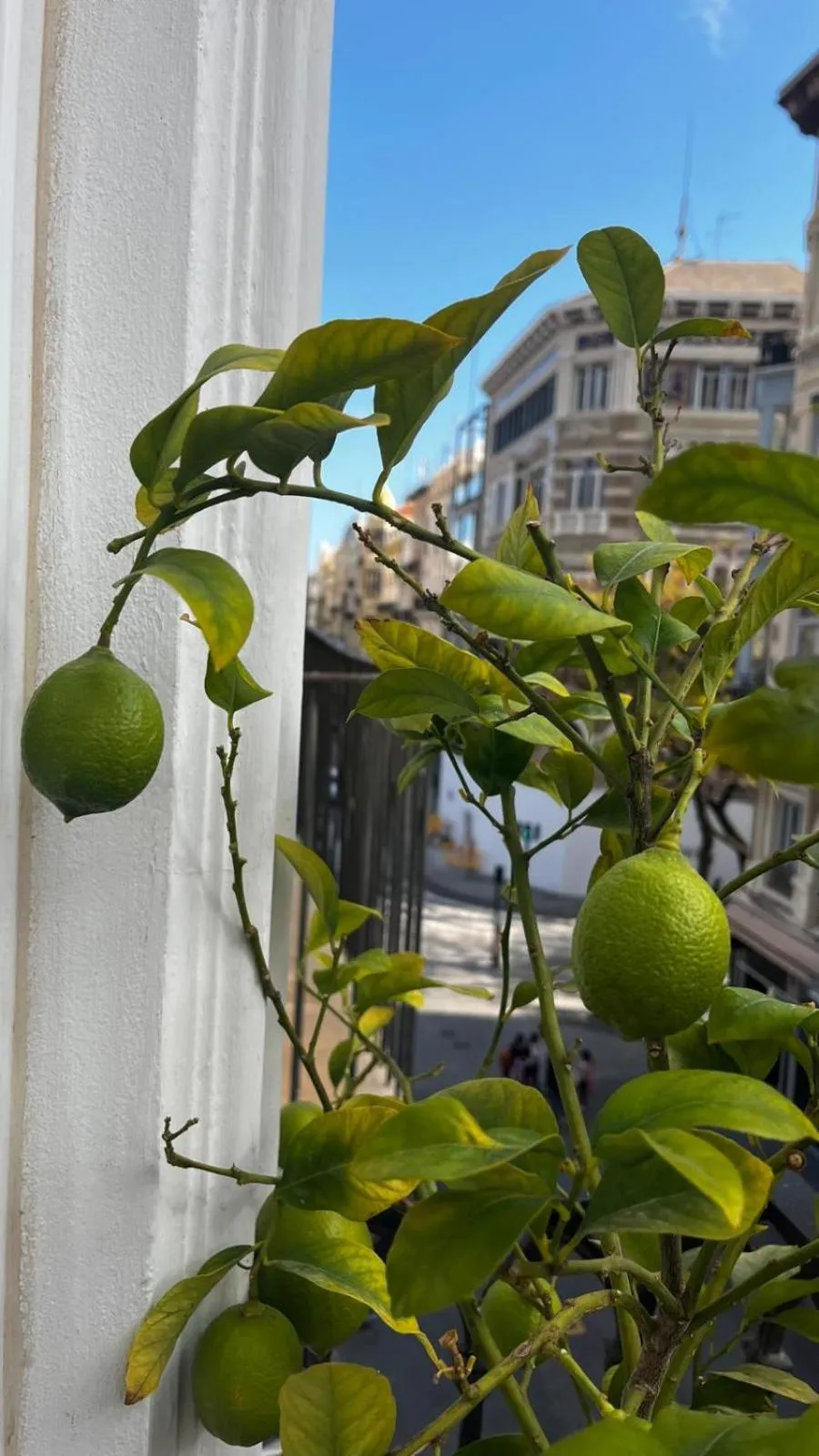 Balcony/Terrace in Hotel El Siglo