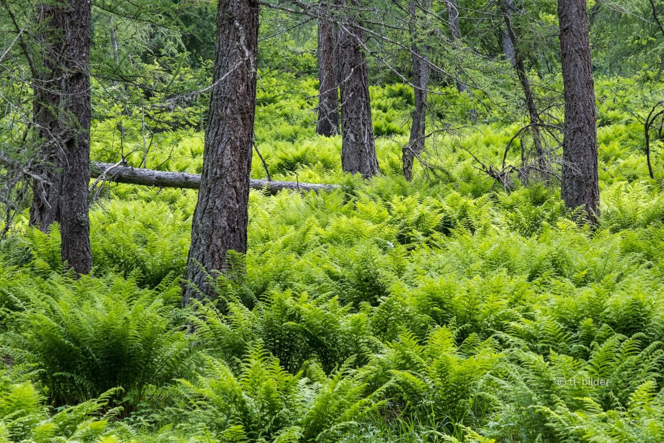 Natural landscape in Gasthof Trausberg