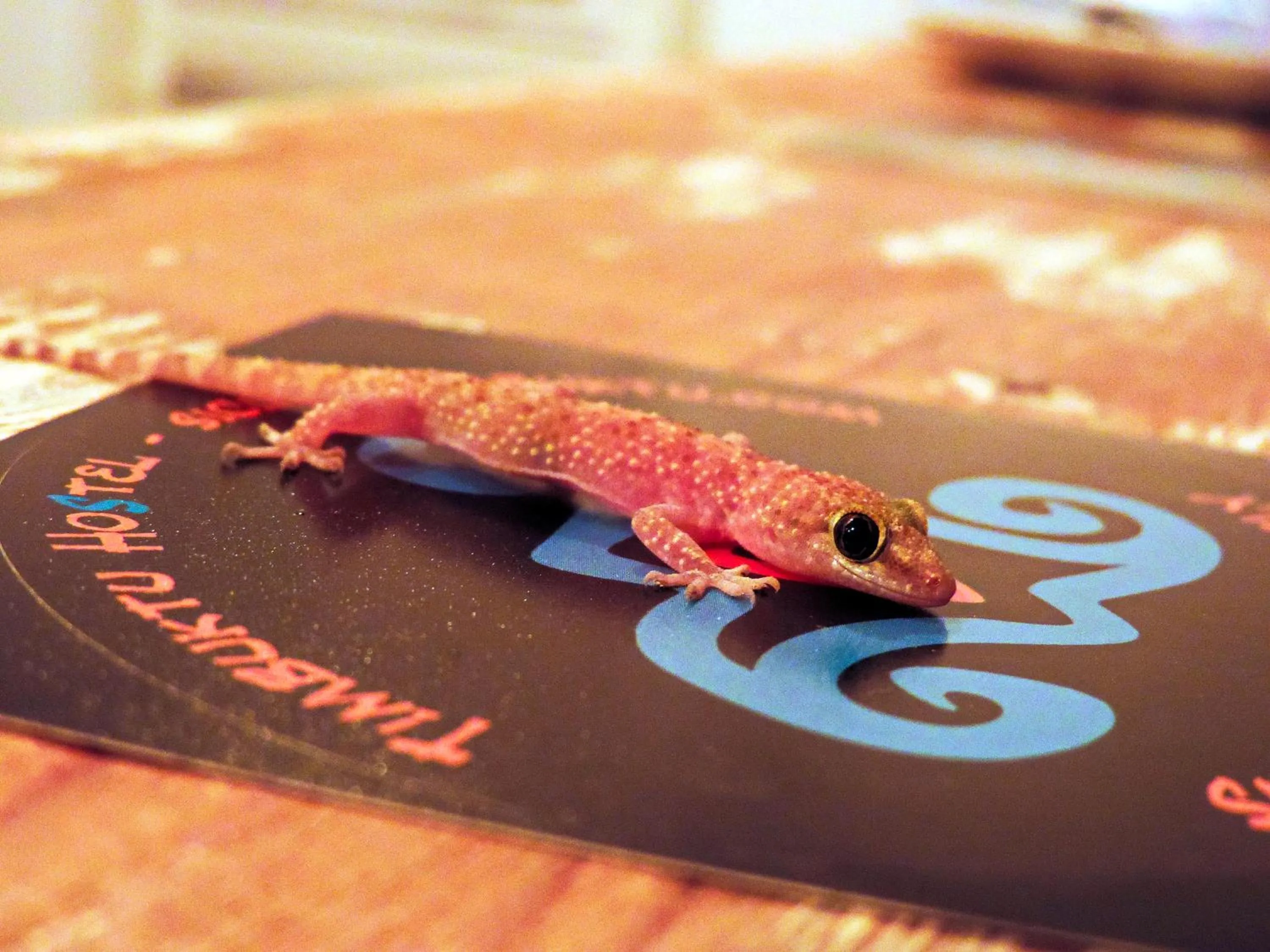 Property building in Timbuktu Hostel