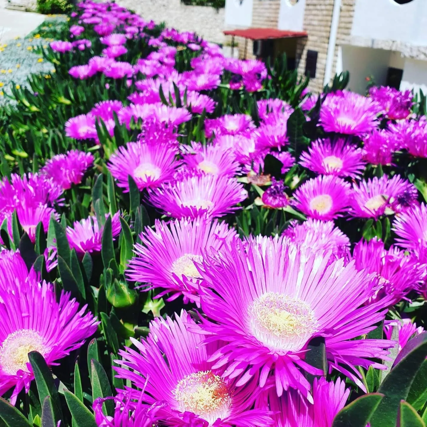 Natural landscape in Hotel Biser