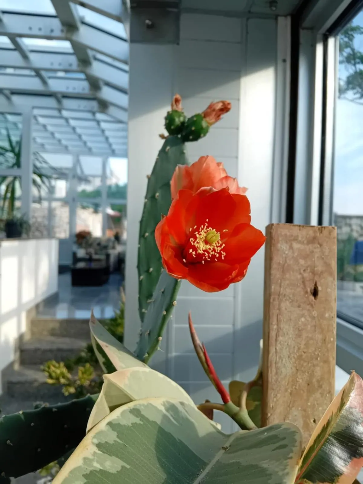 Natural landscape in Hotel Biser