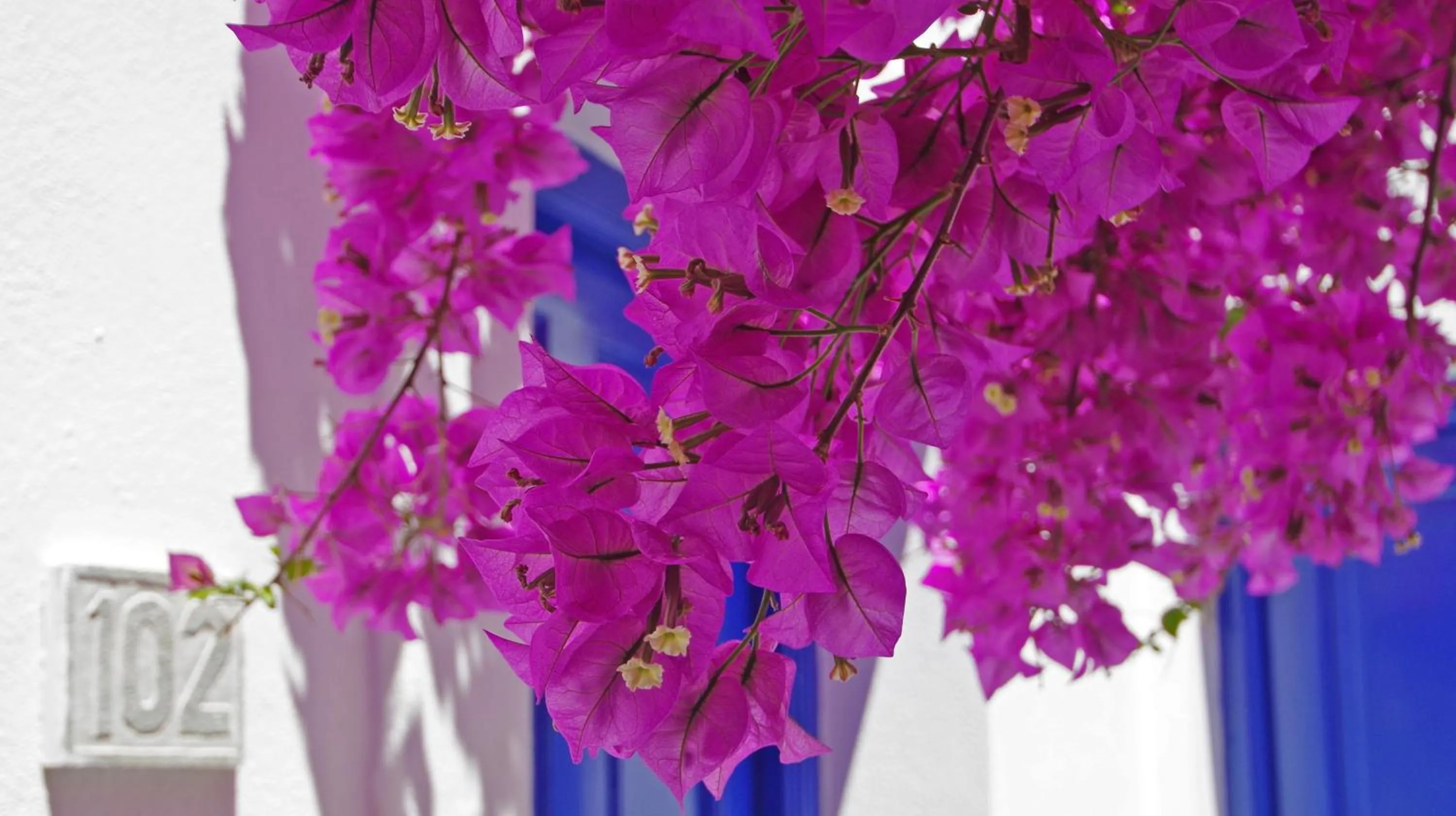 Spring in Syros Atlantis