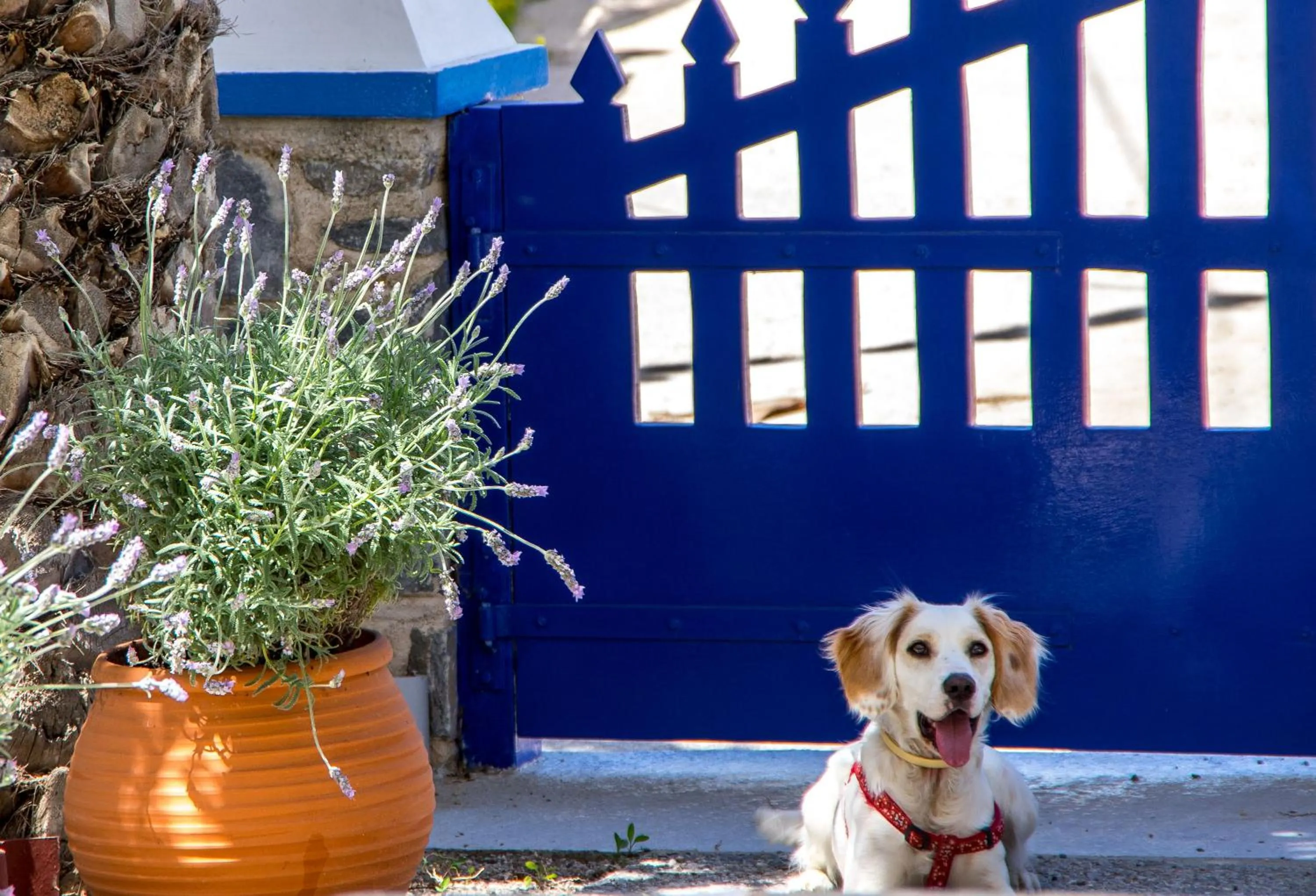 Pets in Syros Atlantis